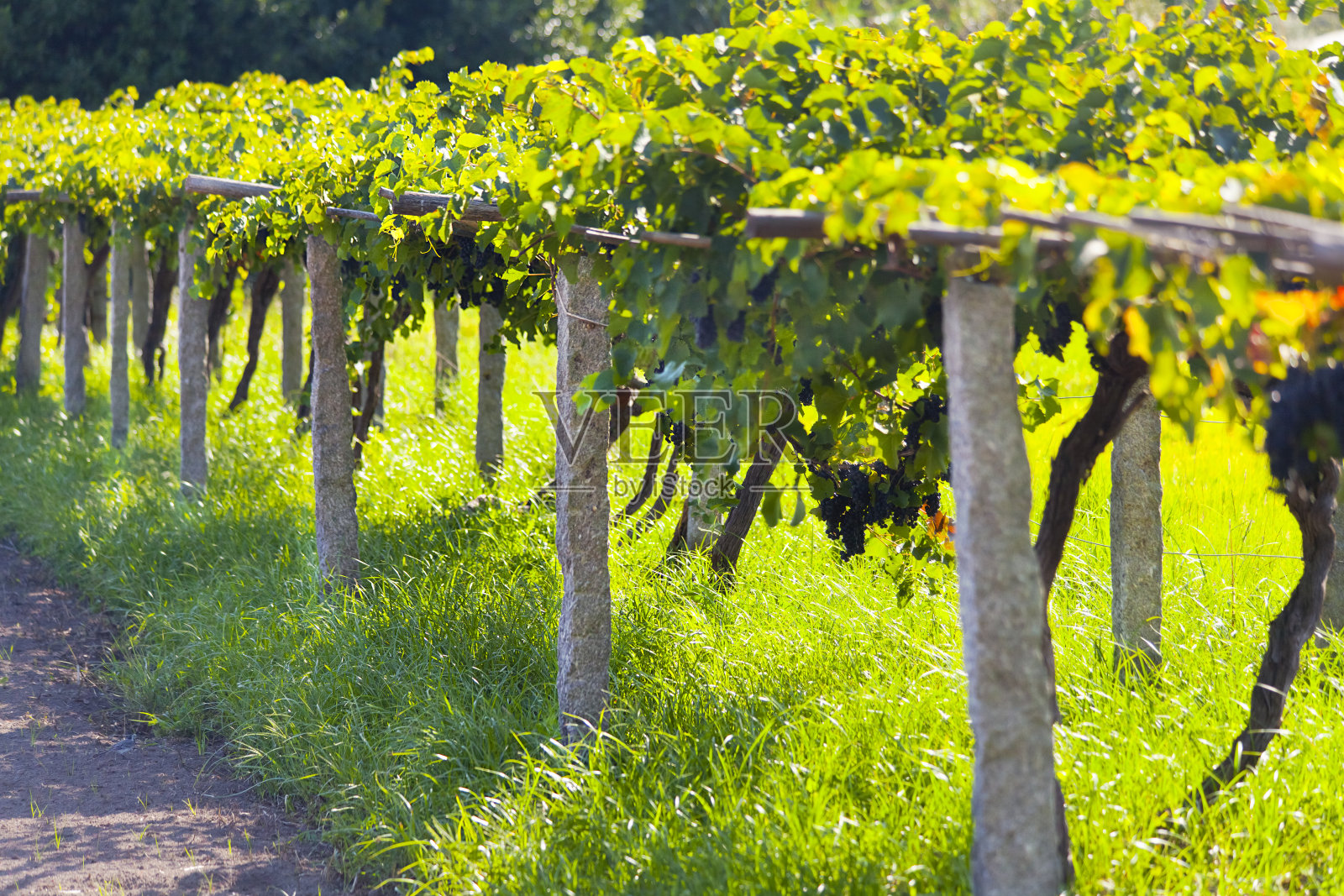 夏日的葡萄园，一排排的葡萄藤。照片摄影图片