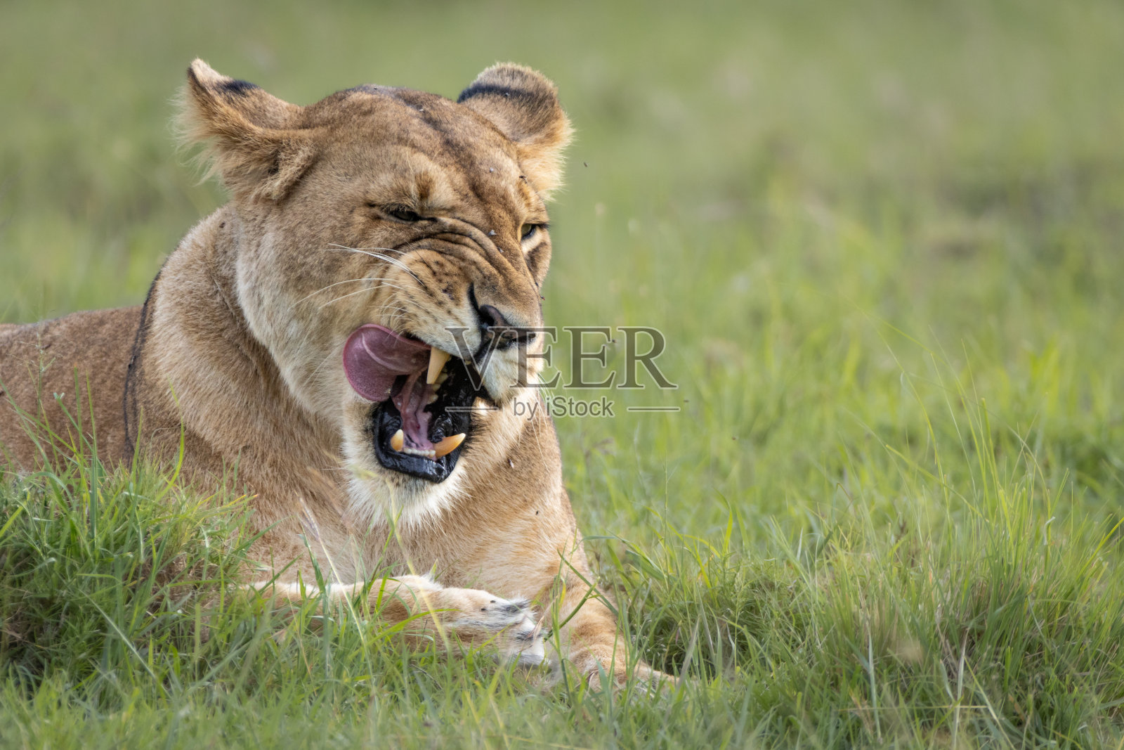肯尼亚马赛马拉的狮子照片摄影图片