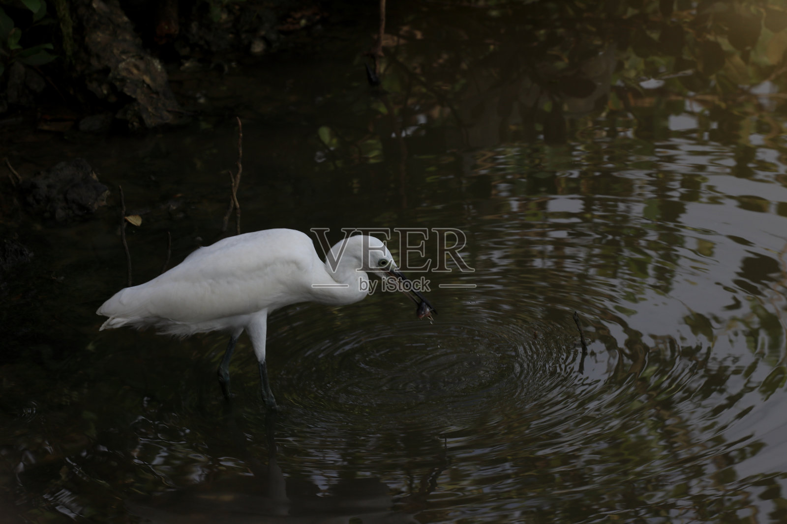 雪鹭在亚齐红树林的河流中寻找食物照片摄影图片