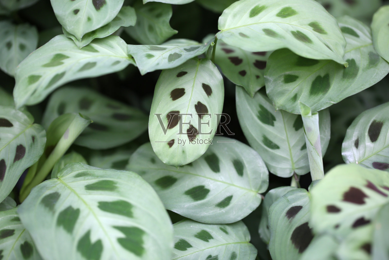室内盆栽植物照片摄影图片