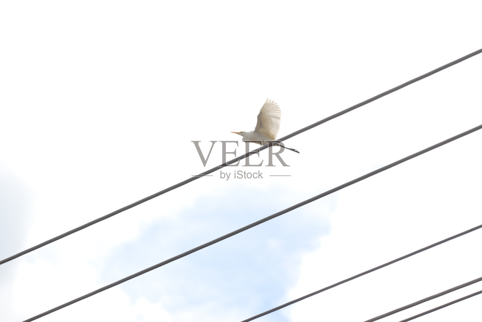 雪白的白鹭飞过亚齐的红树林照片摄影图片