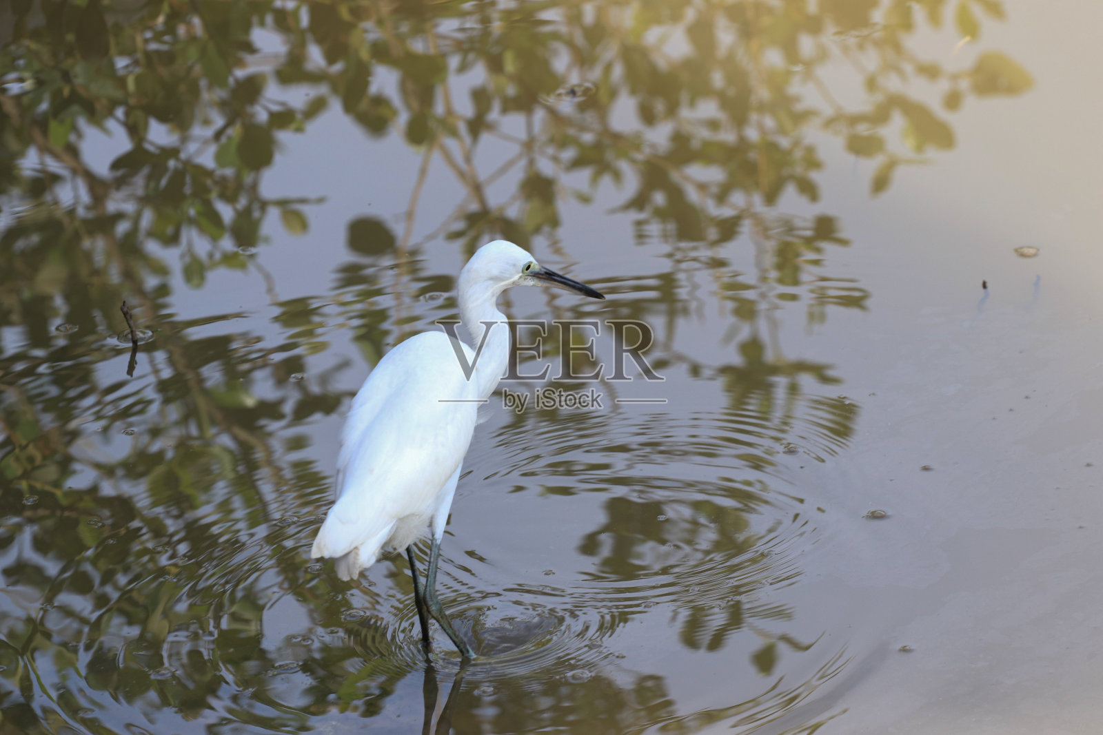 雪鹭在亚齐红树林的河流中寻找食物照片摄影图片