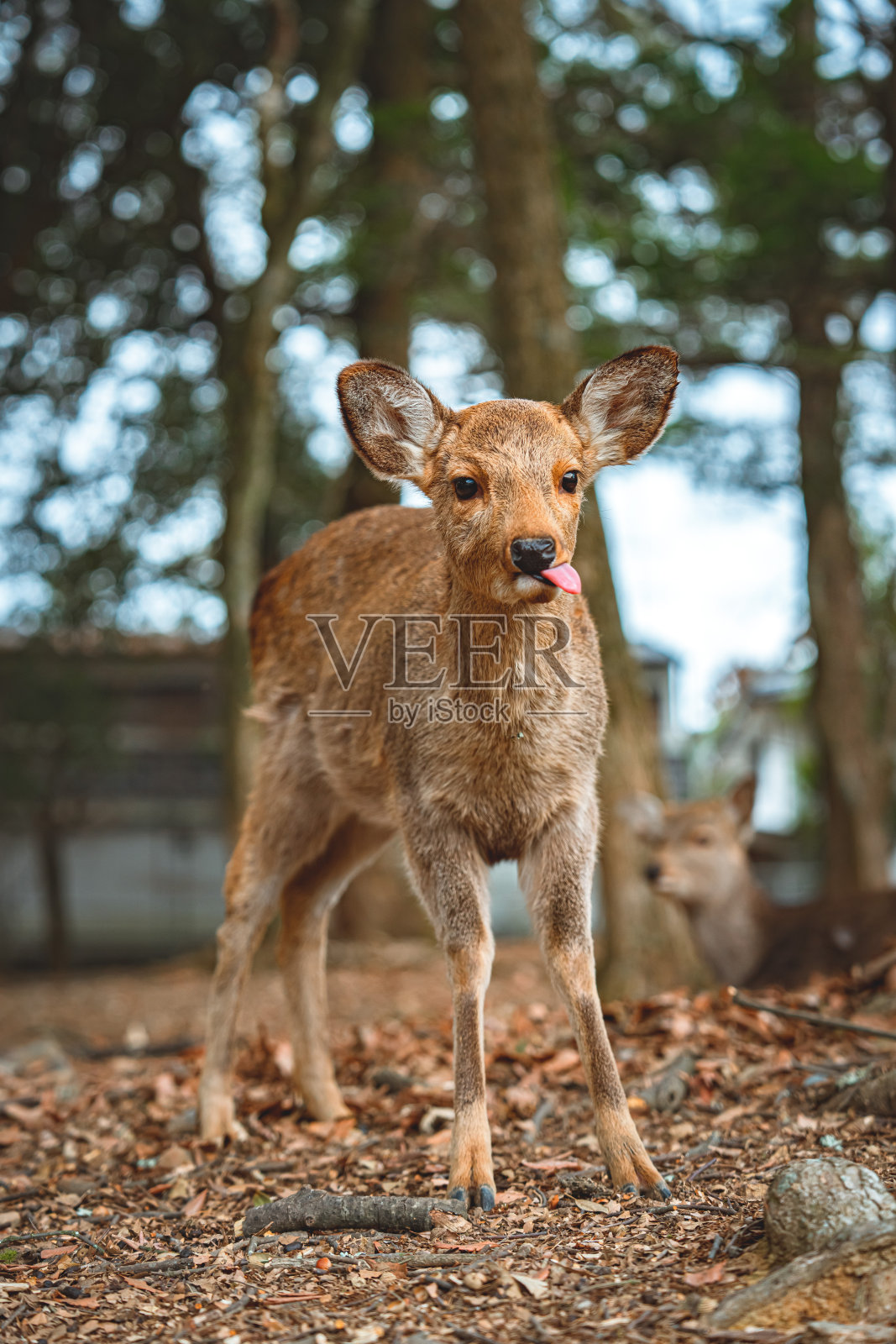 日本奈良的鹿照片摄影图片