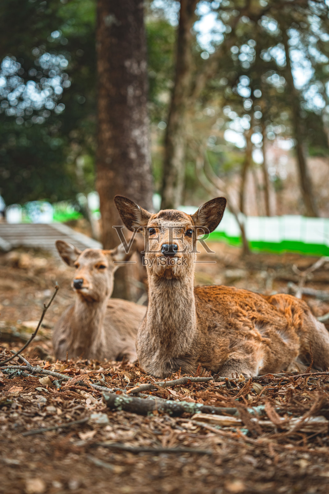 日本奈良的鹿照片摄影图片