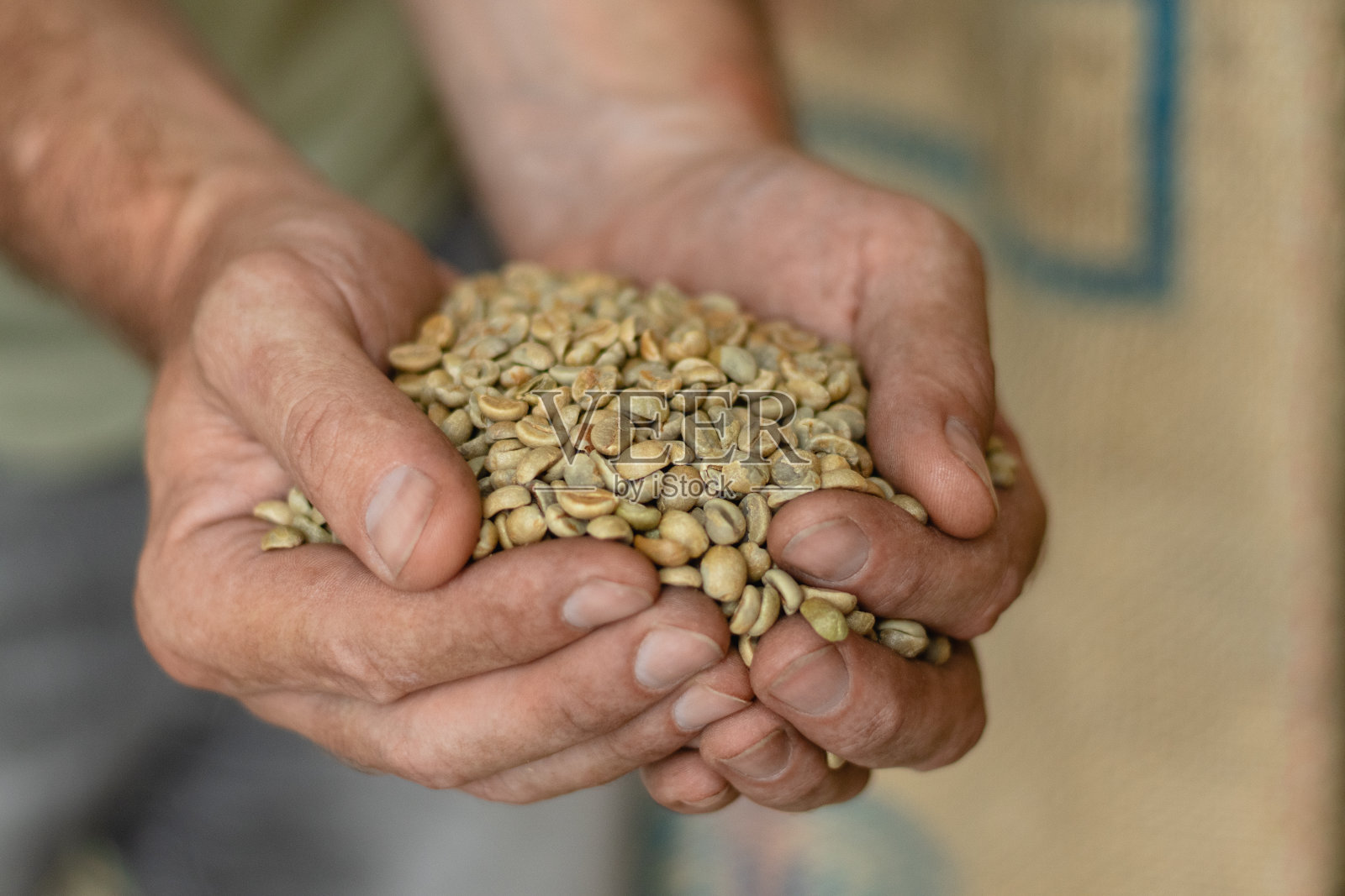 拿着绿咖啡豆的人的手照片摄影图片