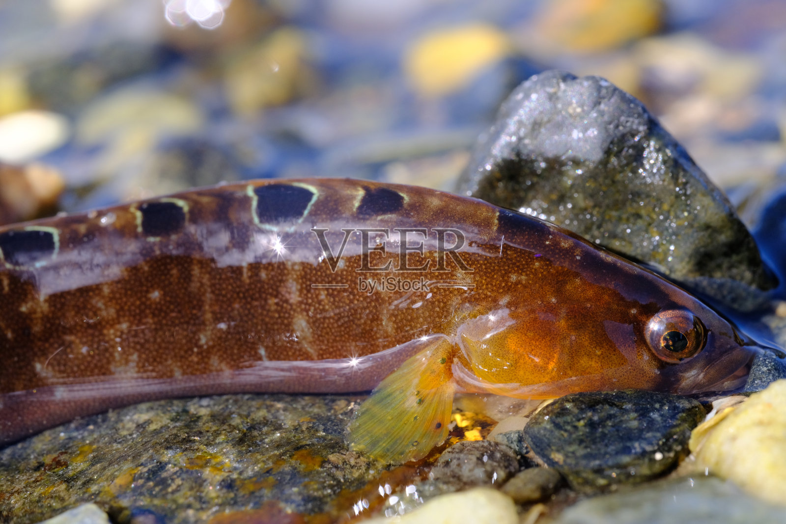 菲利斯·冈内勒斯。退潮时的鱼类照片摄影图片