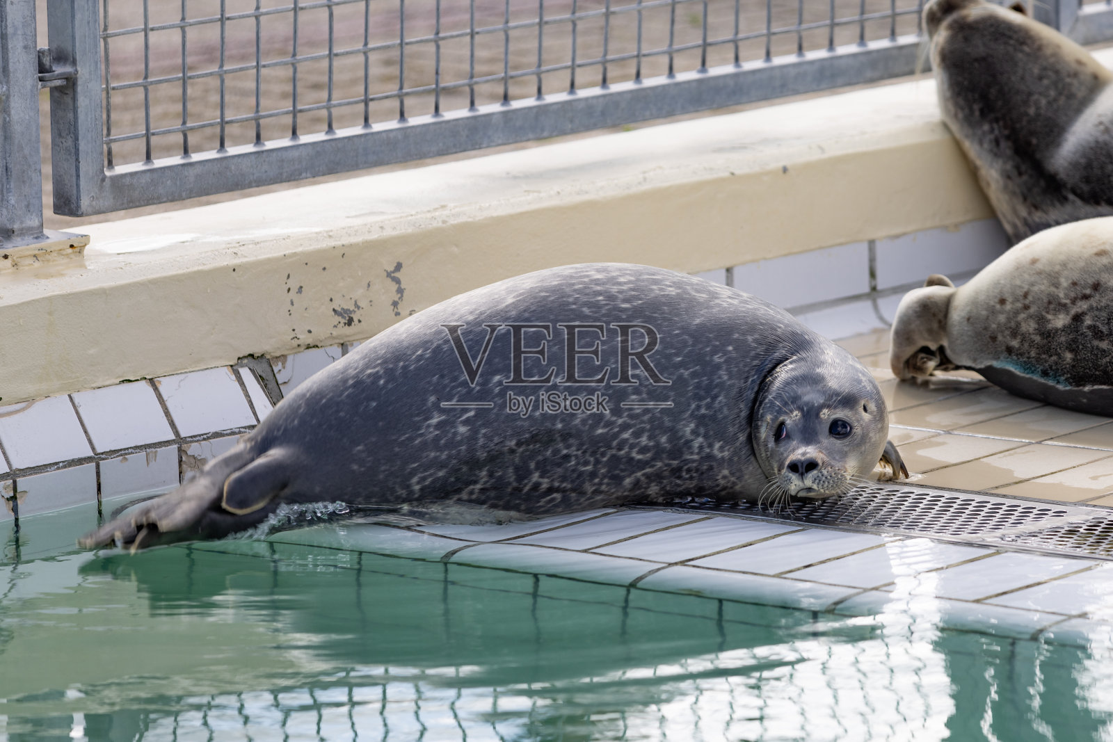 彼得布伦的小海豹照片摄影图片