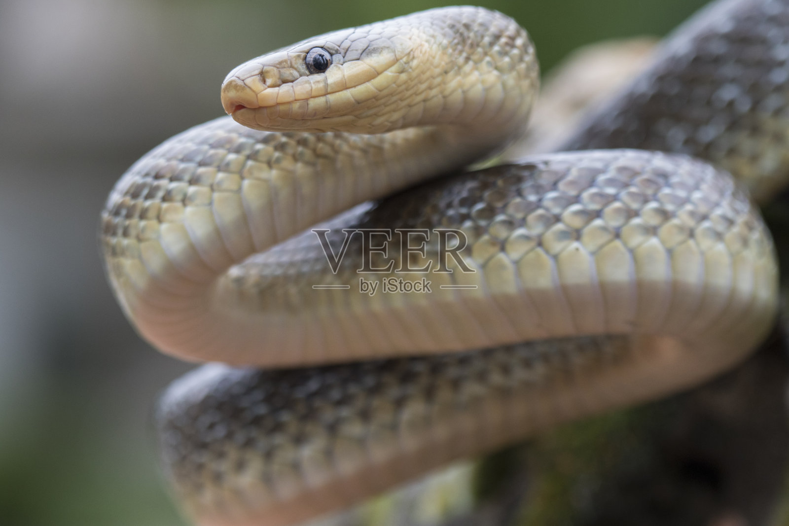 医术的蛇照片摄影图片