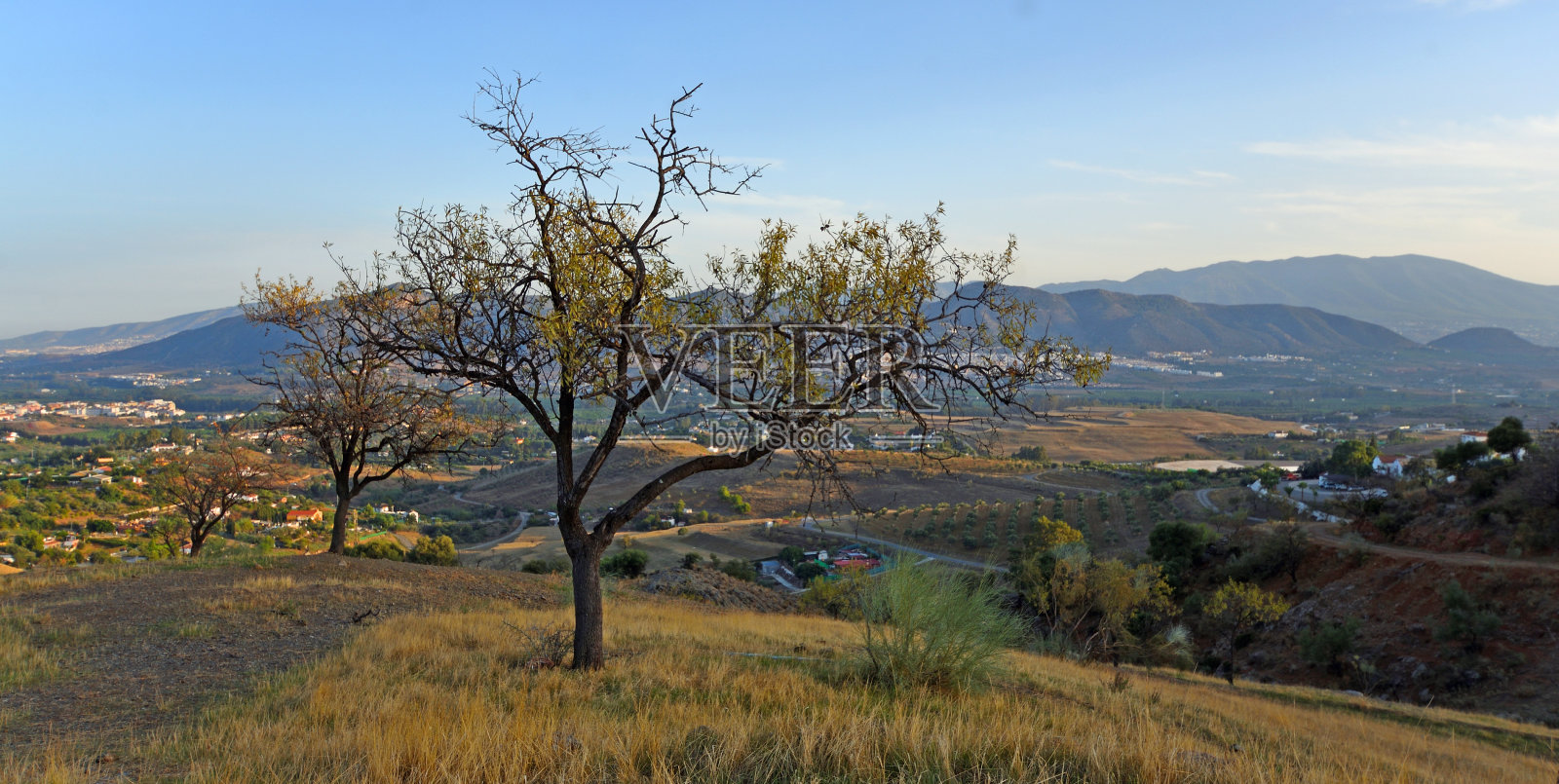 西班牙安达卢西亚卡塔玛周围山上的杏树照片摄影图片
