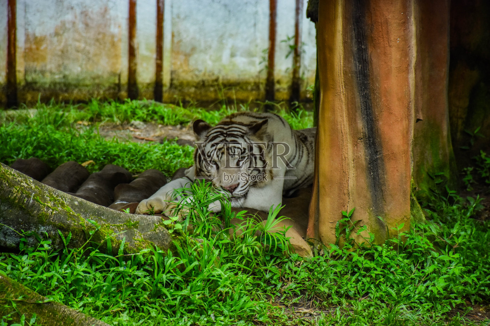 白虎股票照片照片摄影图片