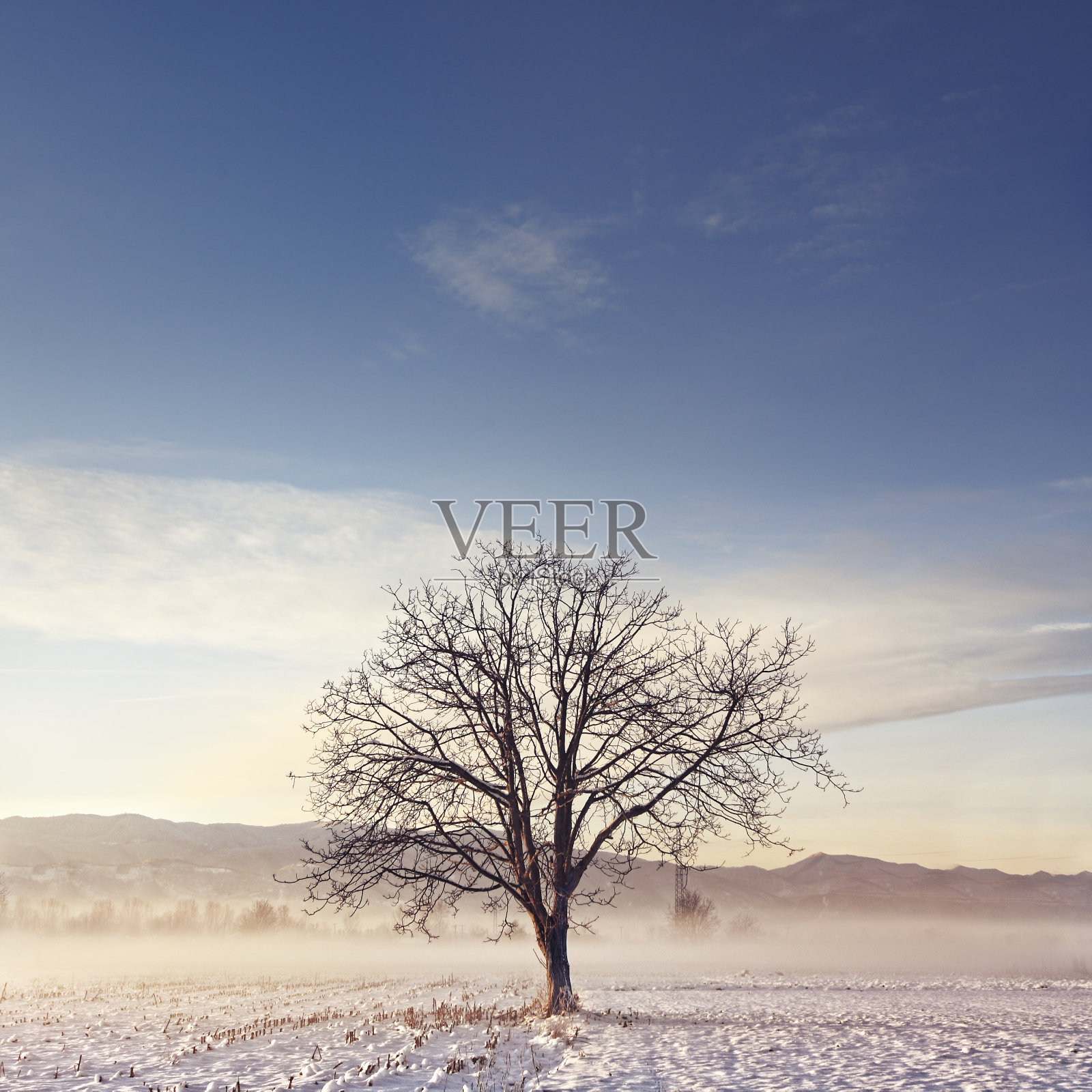 在一个下雪的冬日，田野里那棵孤零零的树，叶子落了，庄严美丽地站在那里。库存图片照片摄影图片