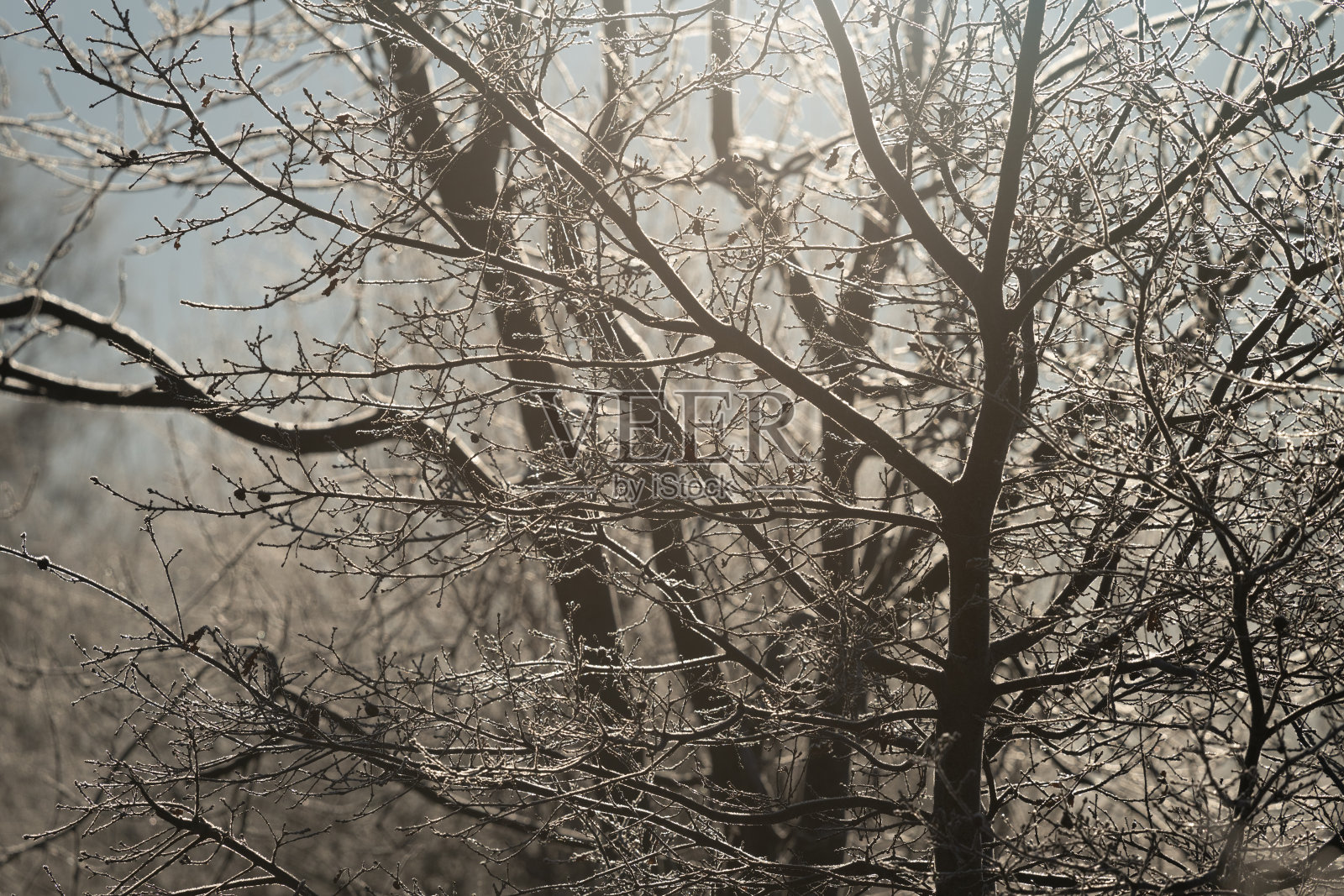 冬天公园里冰冷的树木…照片摄影图片