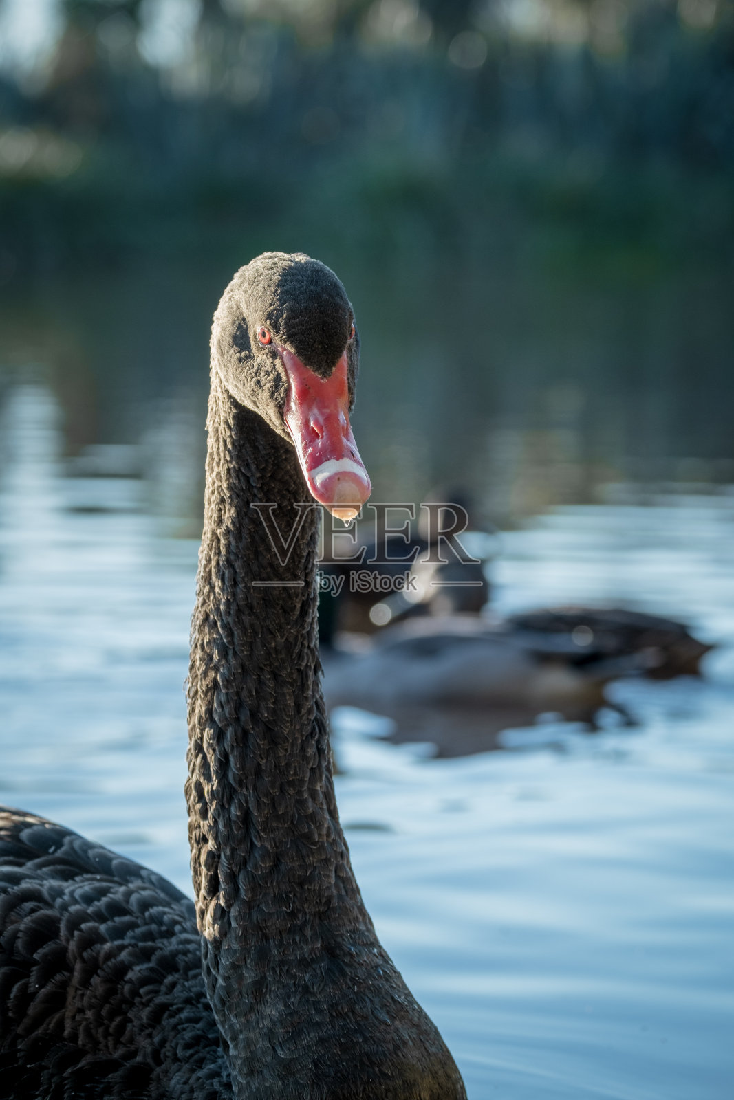 一只黑天鹅在池塘里的特写照片摄影图片