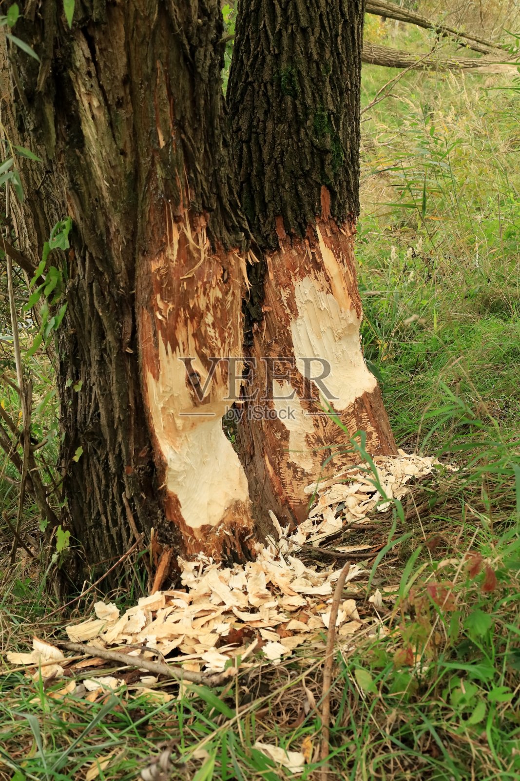 河狸在湖岸撕裂和倒下的树木。照片摄影图片