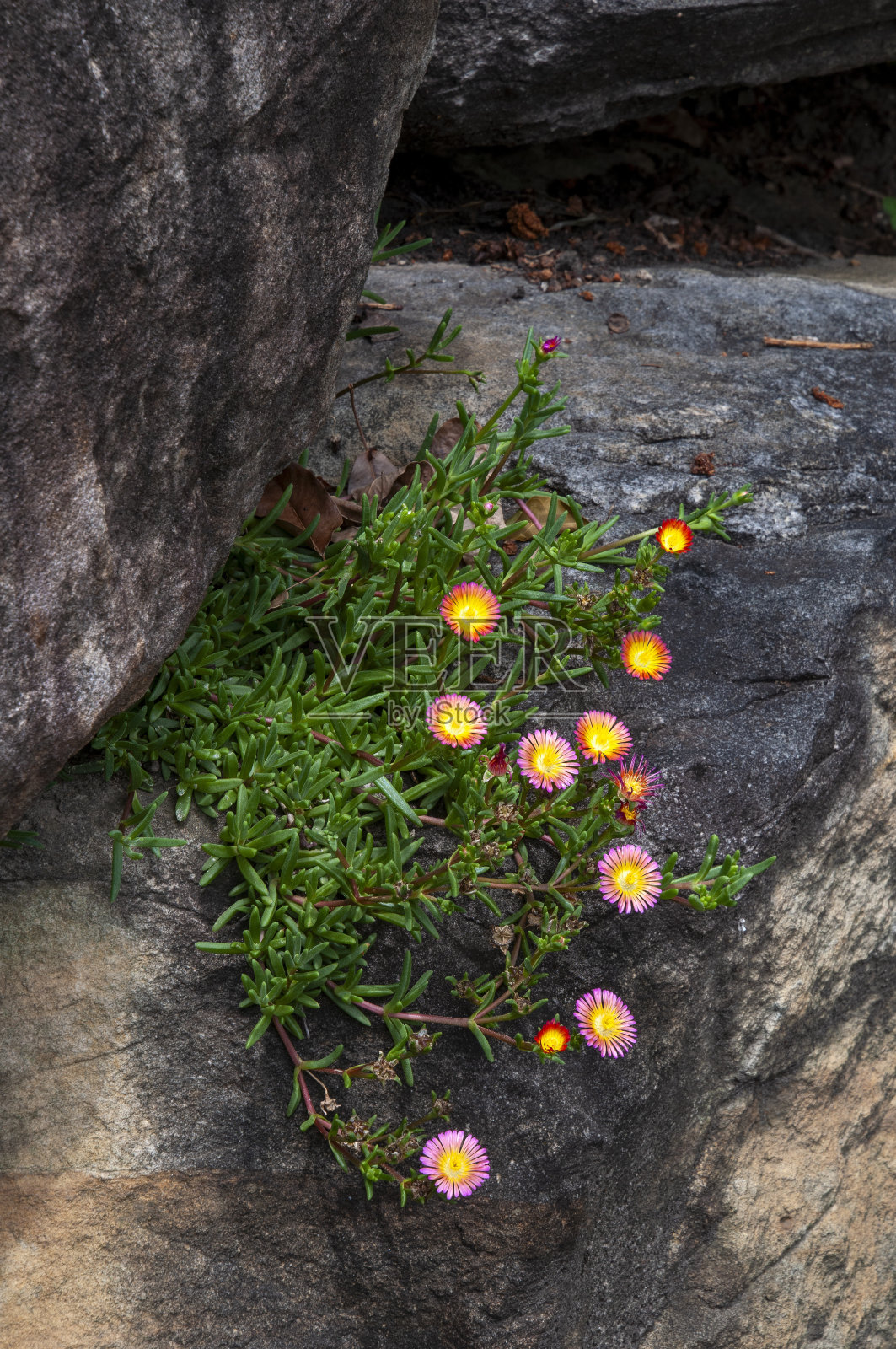 假山石花园中的一种冰生植物或冰生植物的洋红色和黄色花朵照片摄影图片