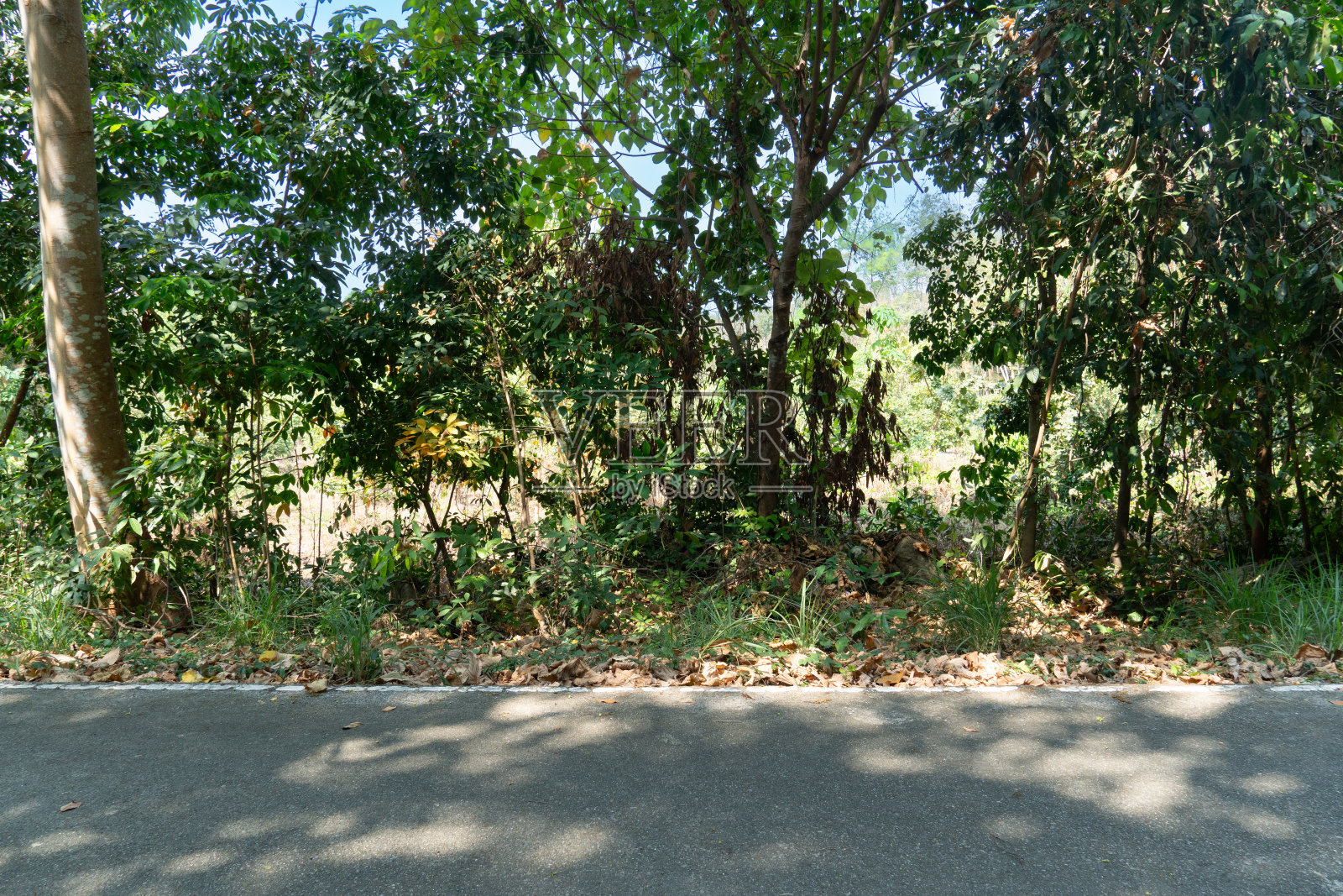 夏季绿草如茵的森林沥青路面水平。照片摄影图片