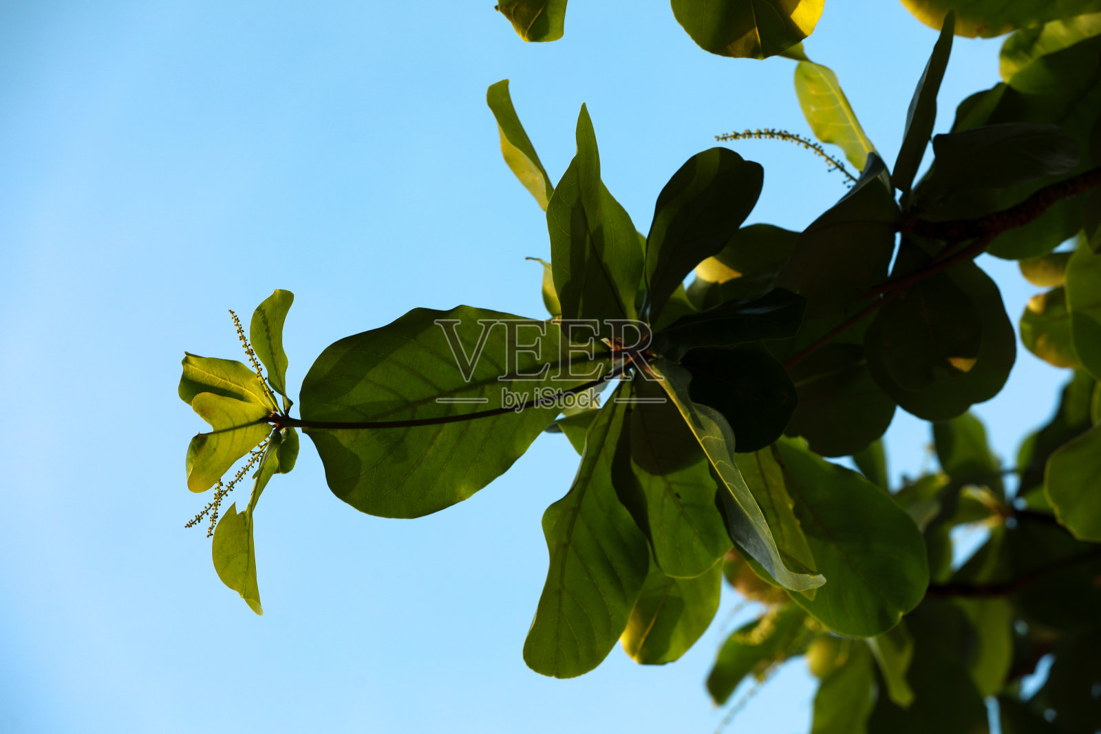 龙柏叶照片摄影图片
