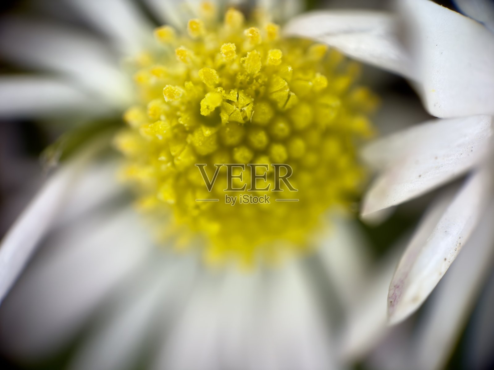 黛西的特写照片摄影图片