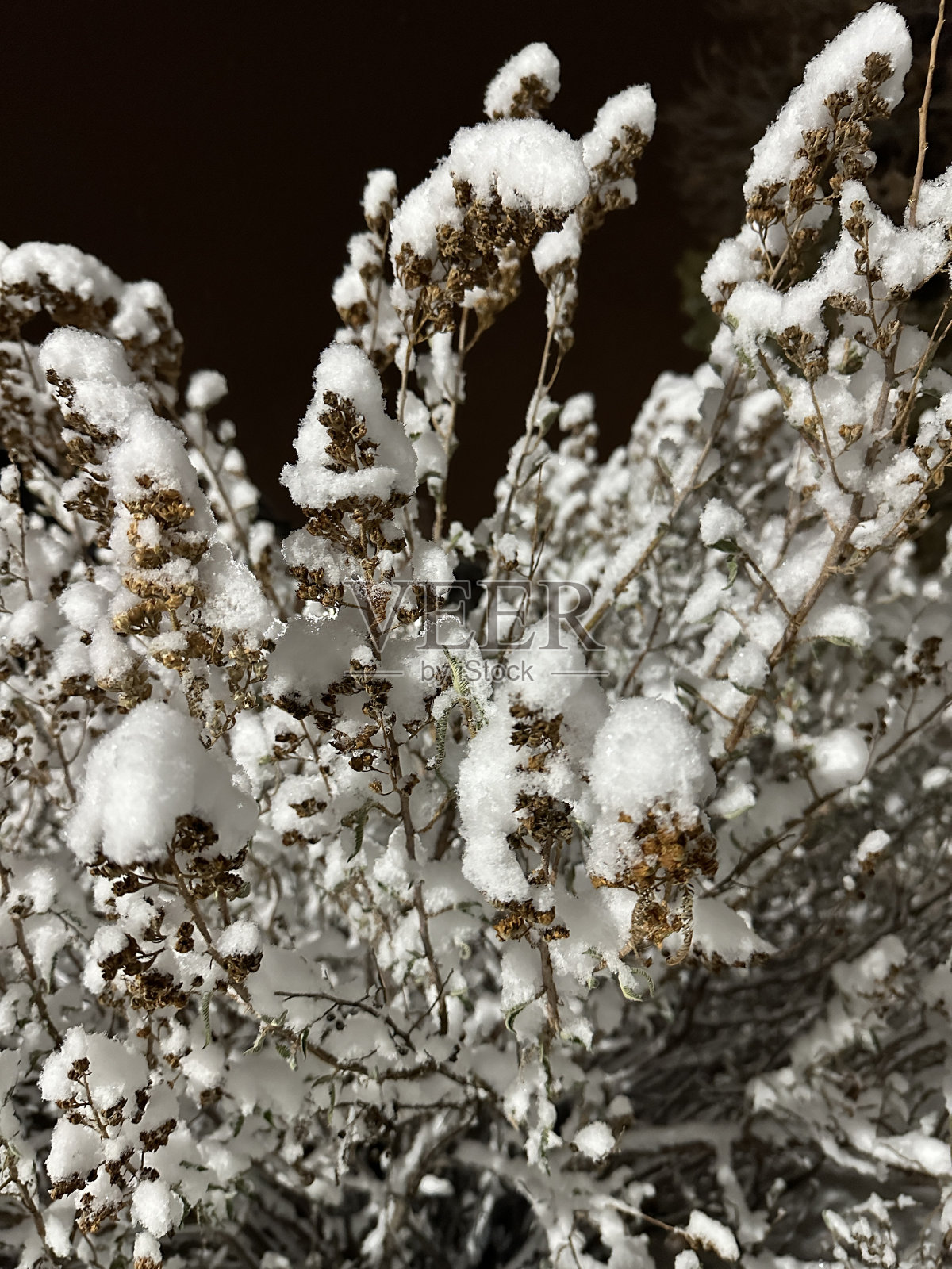 雪，冬天，树照片摄影图片