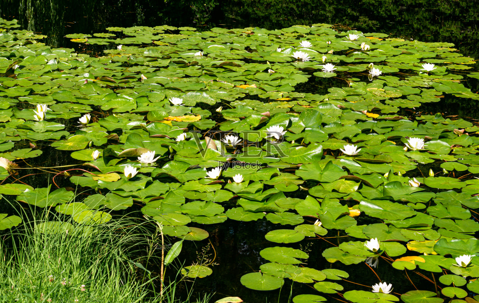 浮在城市池塘水面上的睡莲。照片摄影图片