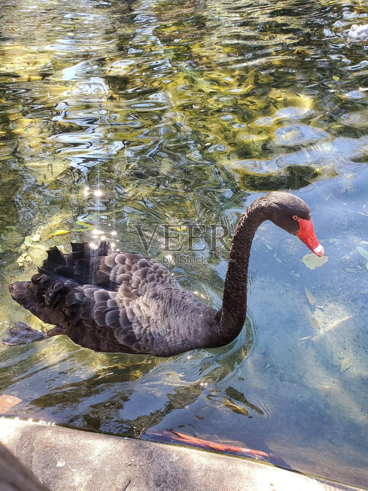 水黑天鹅鸟喙流体水禽照片摄影图片