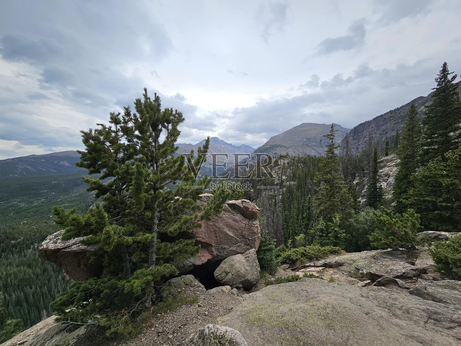 云天植物山植物群落落叶松照片摄影图片