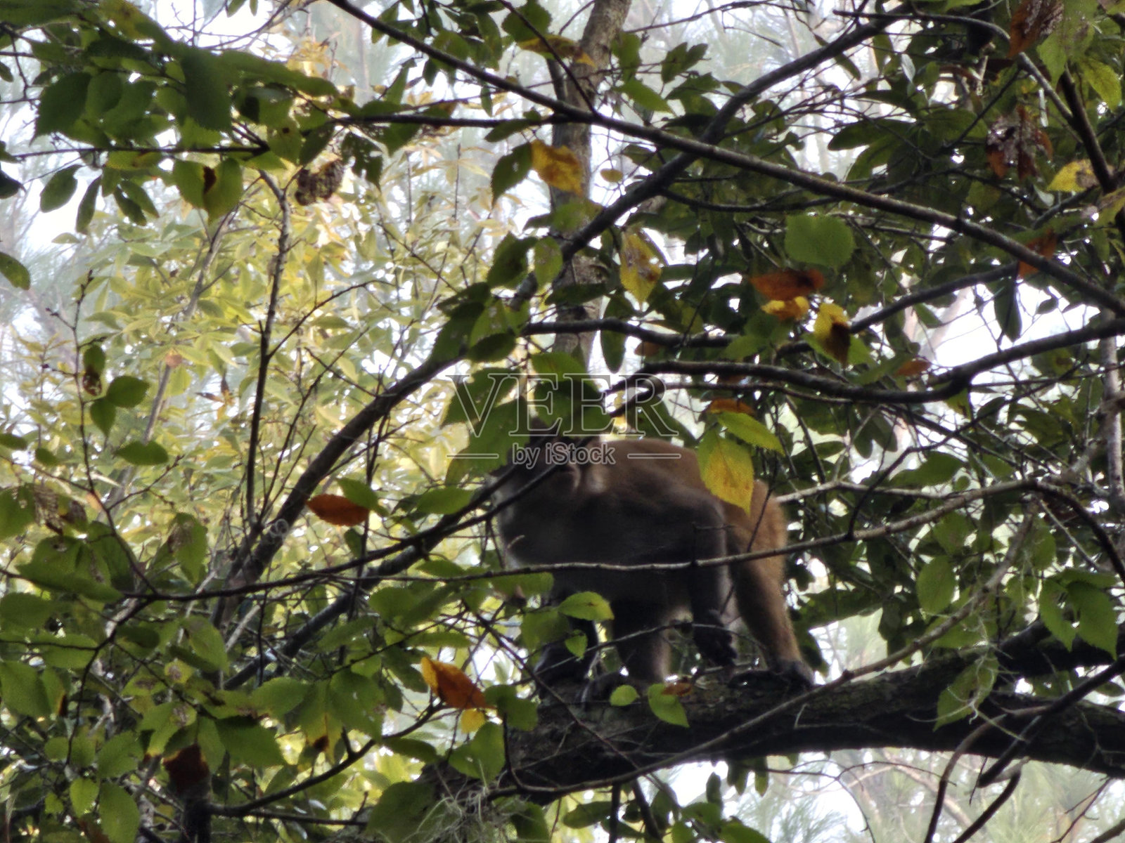 树枝植物小枝灵长类树天空照片摄影图片