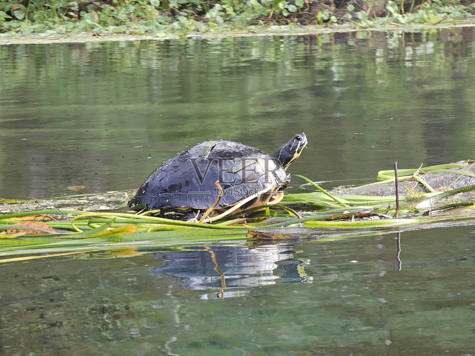 水水资源爬行动物脊椎动物植物液体照片摄影图片