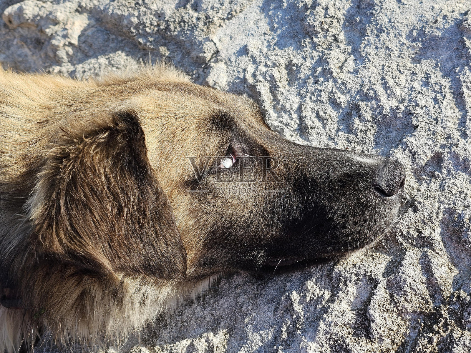 狗食肉动物工作动物狗品种小鹿陆生动物照片摄影图片