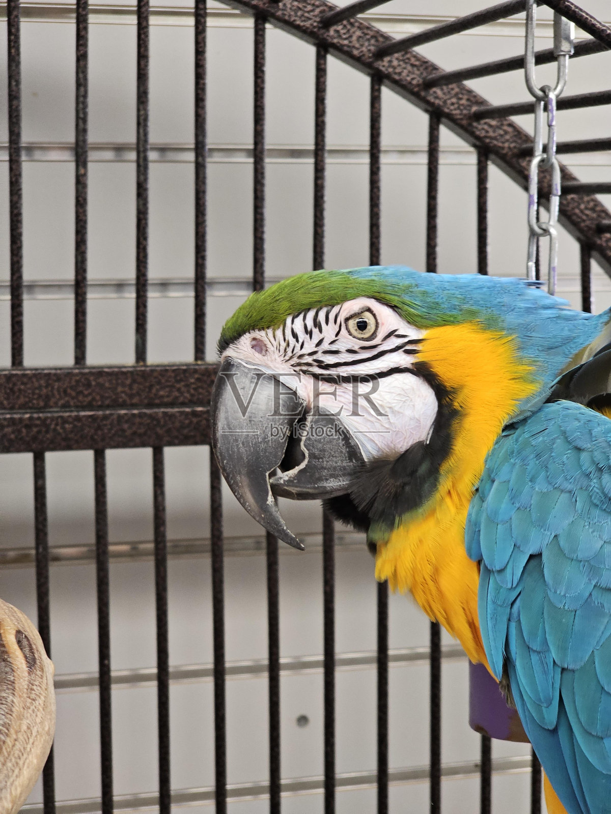 鸟金刚鹦鹉喙宠物供应黄色照片摄影图片