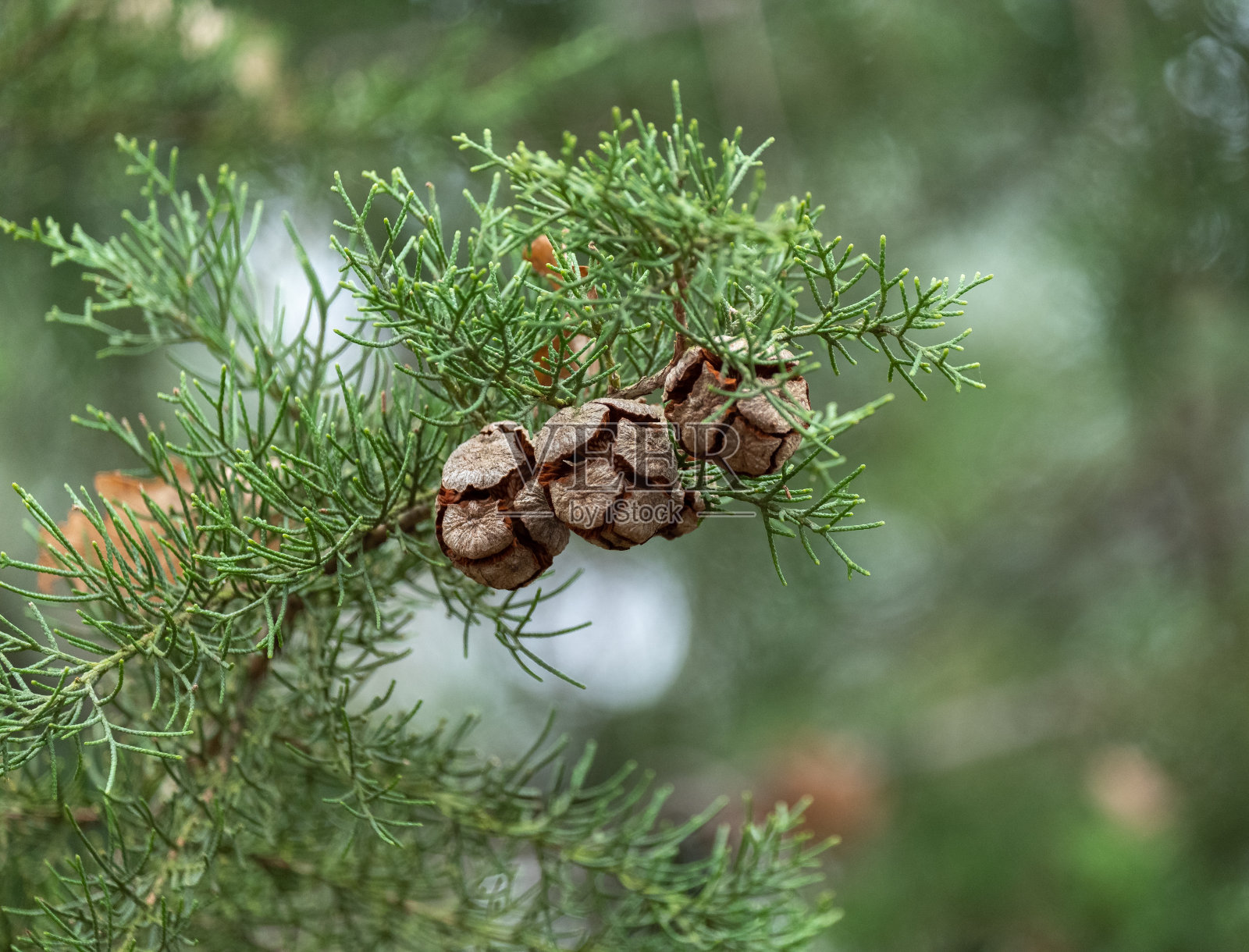 松树和它的果实照片摄影图片
