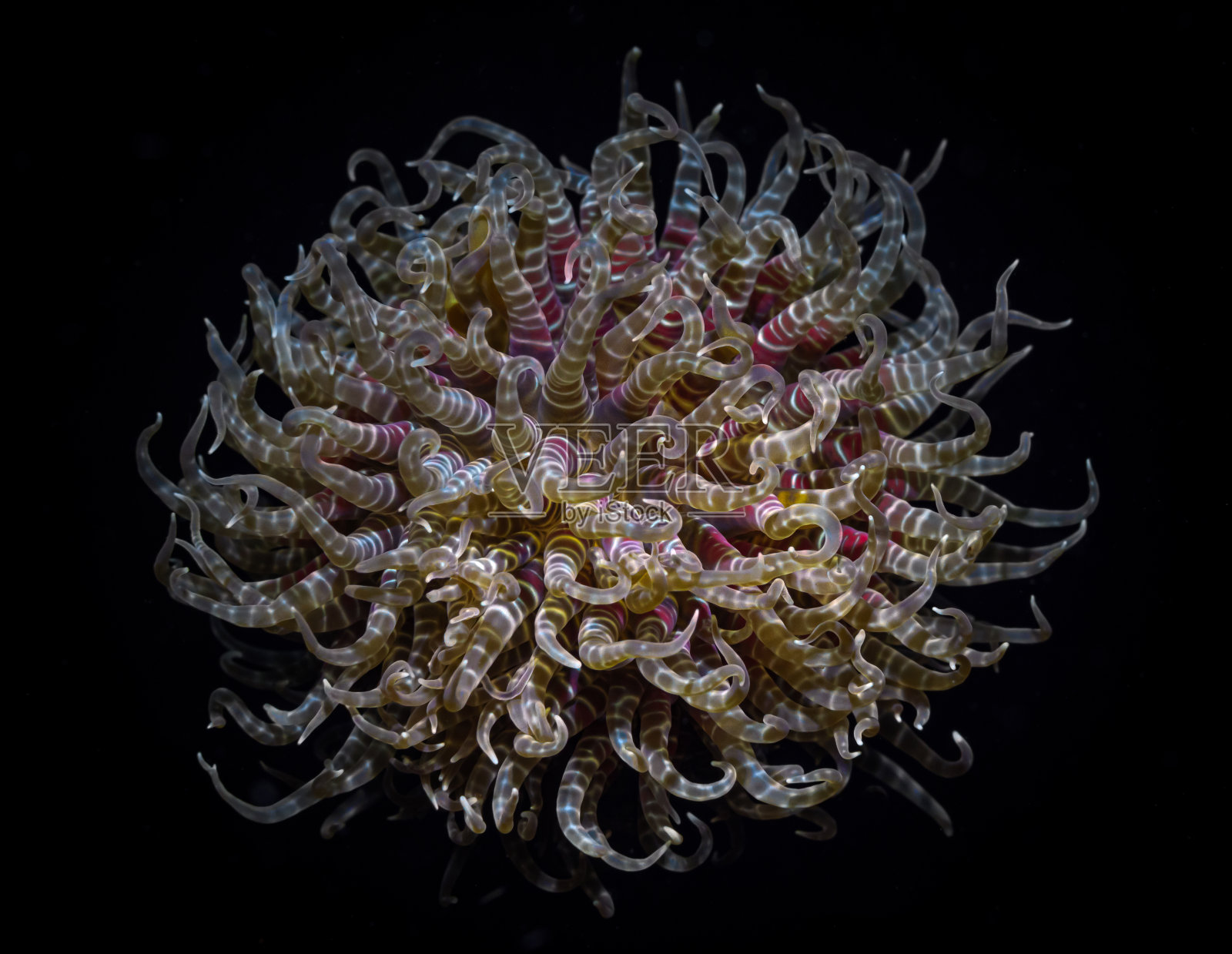 珊瑚细节的微距镜头。珊瑚礁水下生物的夜间特写摄影照片摄影图片