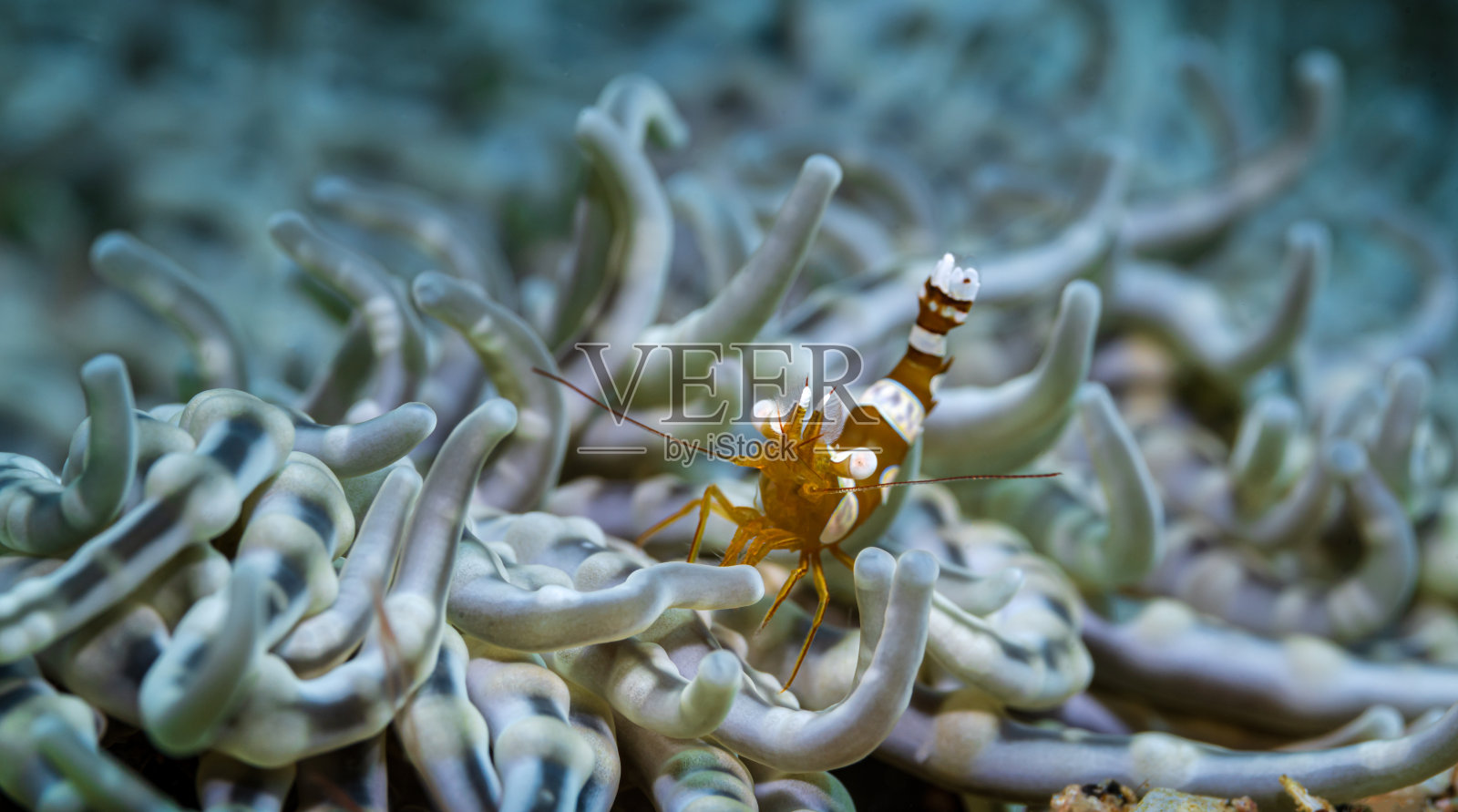 迷宫珊瑚。珊瑚礁水下生物特写摄影照片摄影图片