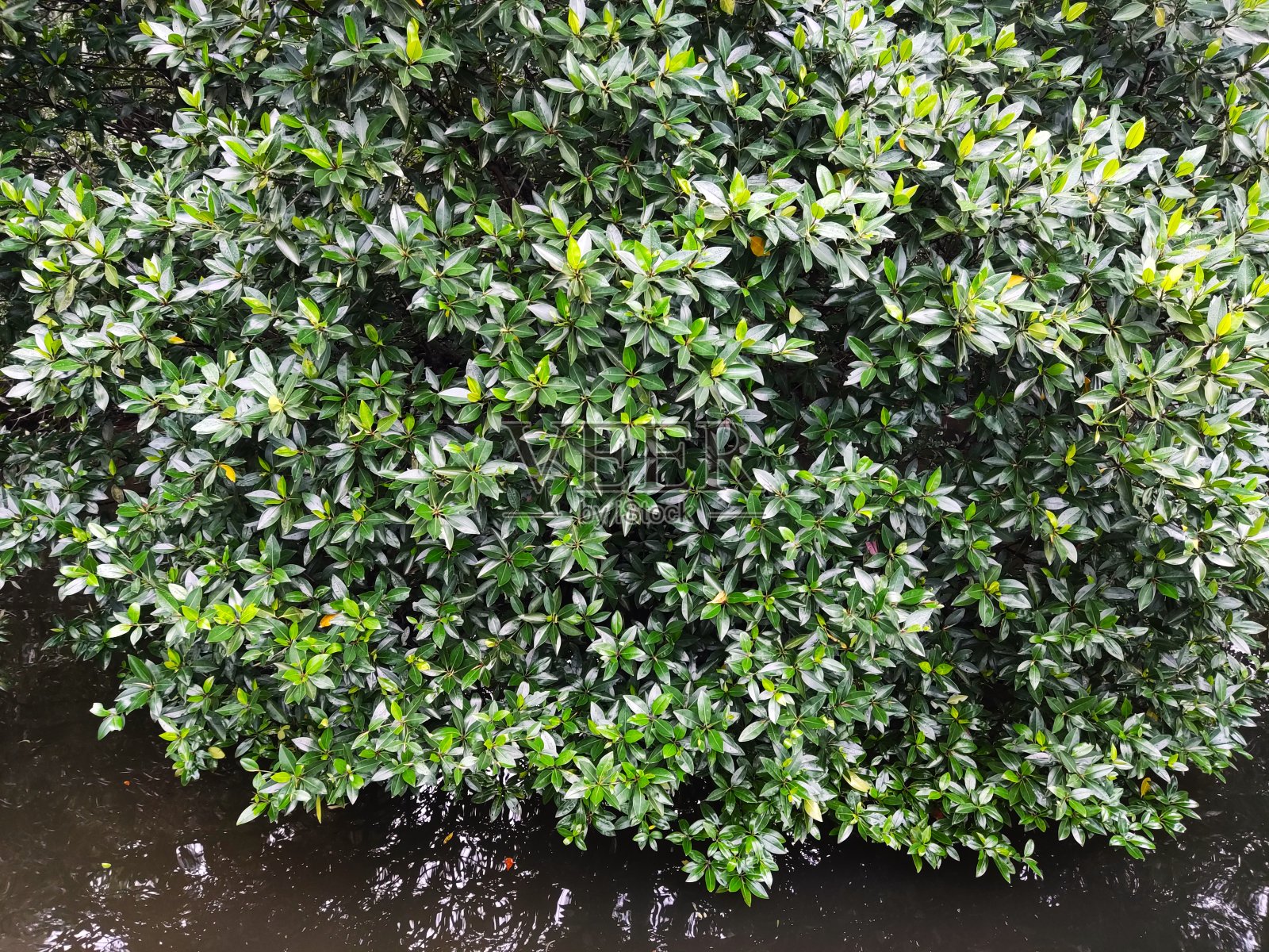 红树林照片摄影图片