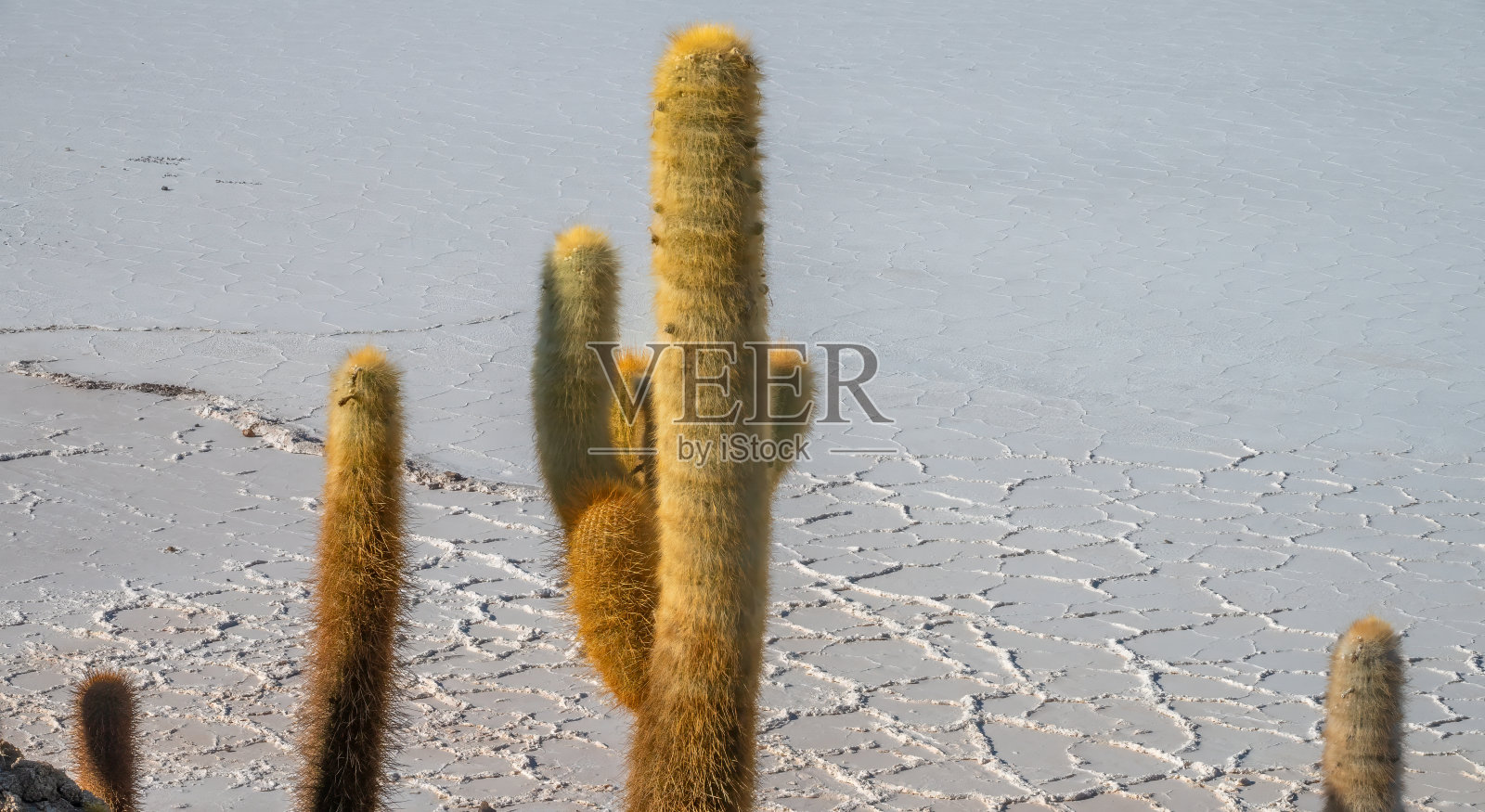 巨大的仙人掌在乌尤尼盐沼的贫瘠环境中茁壮成长，这是世界上最大的盐沼，玻利维亚高原照片摄影图片