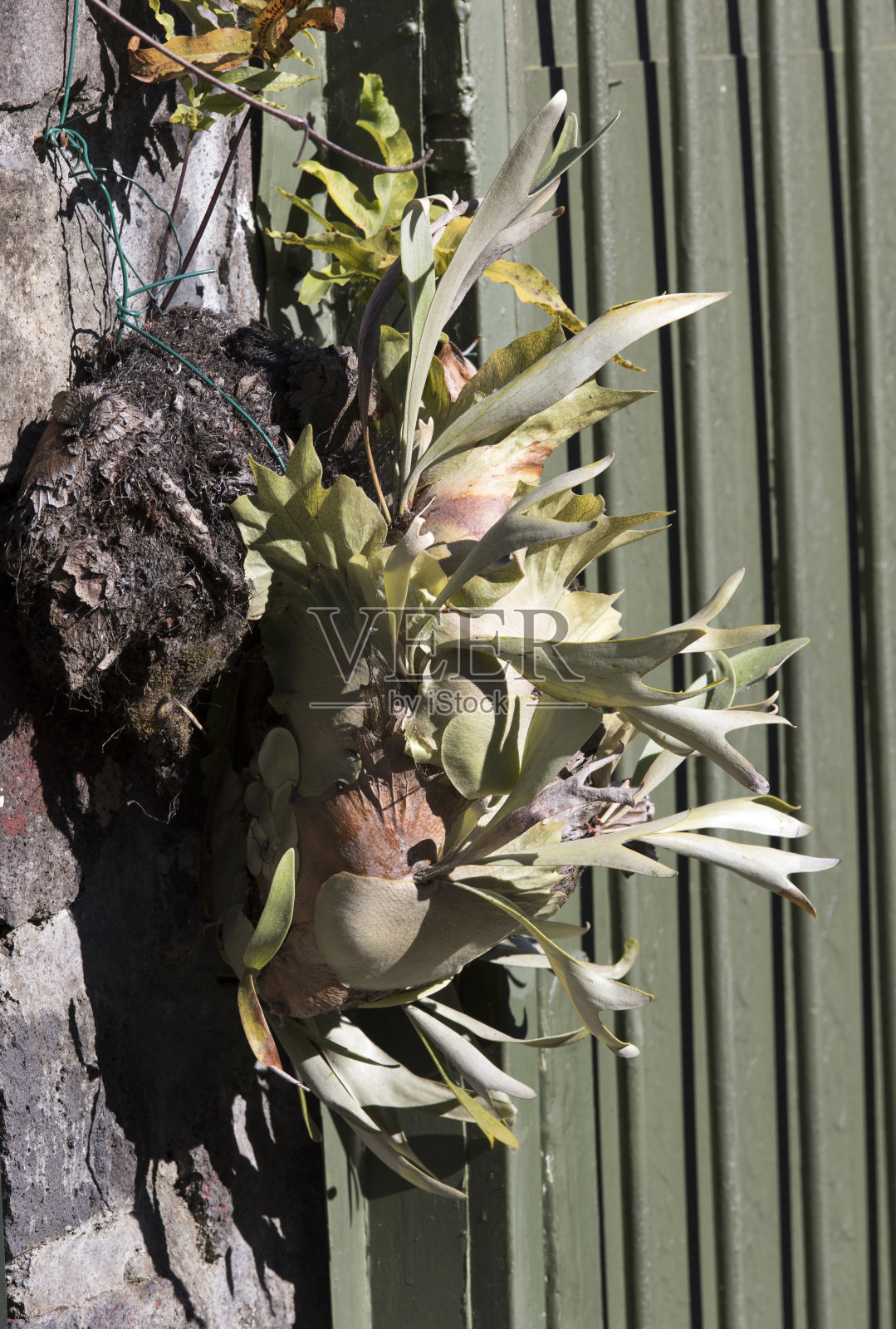 双头桔梗植物的近距离照片照片摄影图片