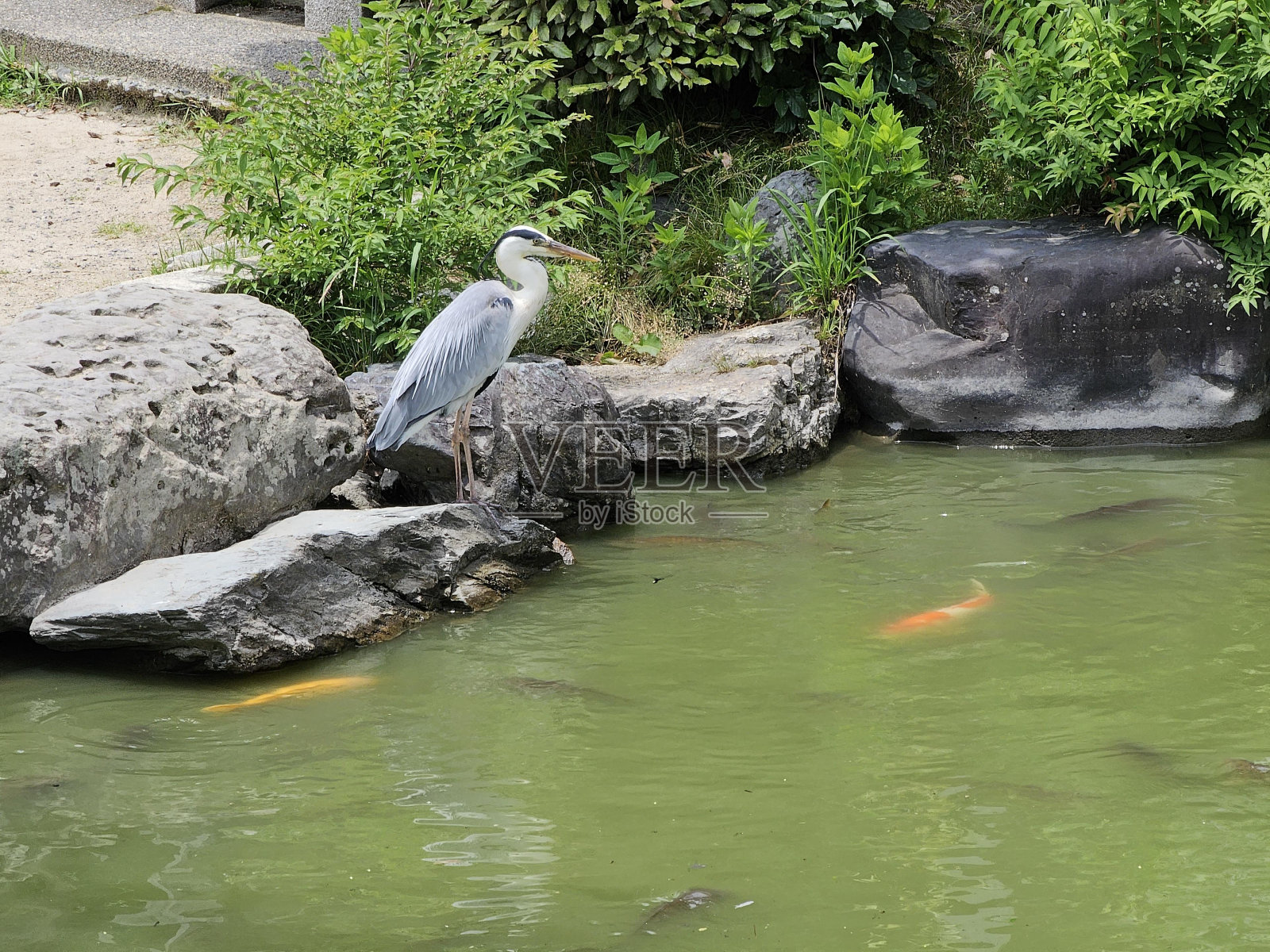 水鸟水资源植物脊椎动物喙照片摄影图片