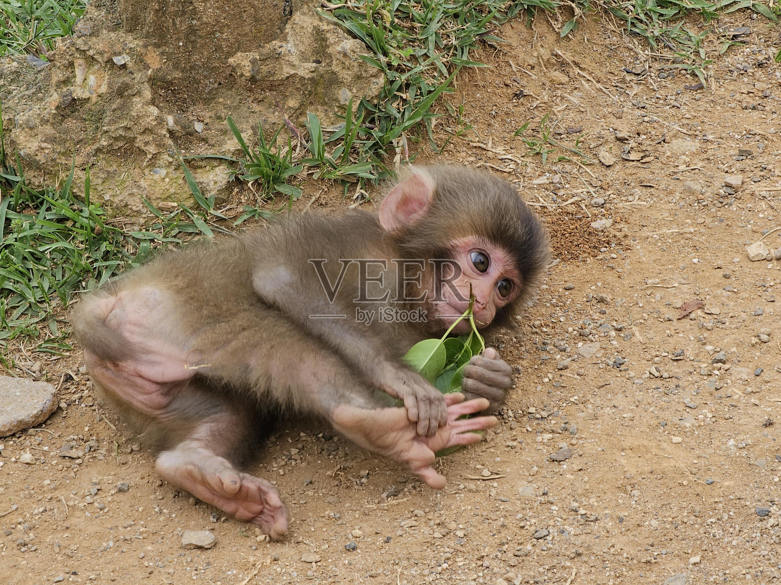 灵长类动物，恒河猴，猕猴，植物有机体，猕猴，陆生动物照片摄影图片