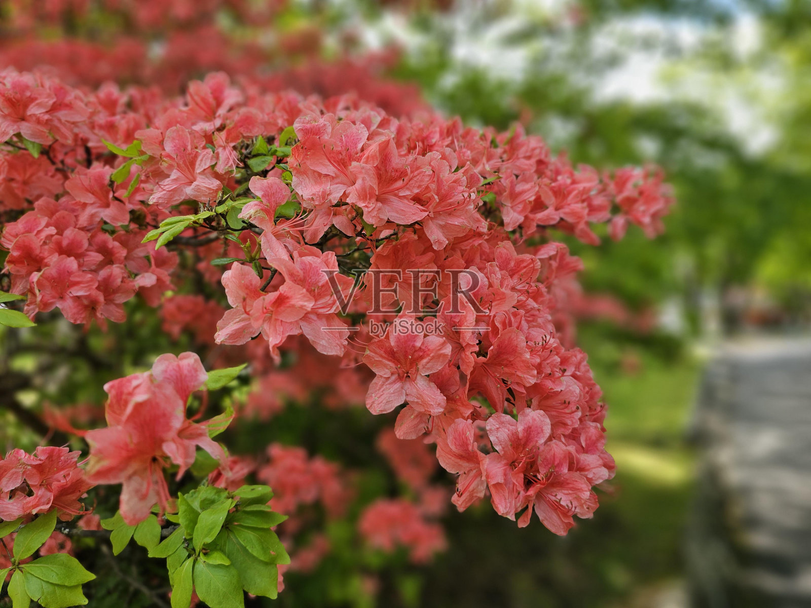 花卉植物花瓣植被木本植物树照片摄影图片