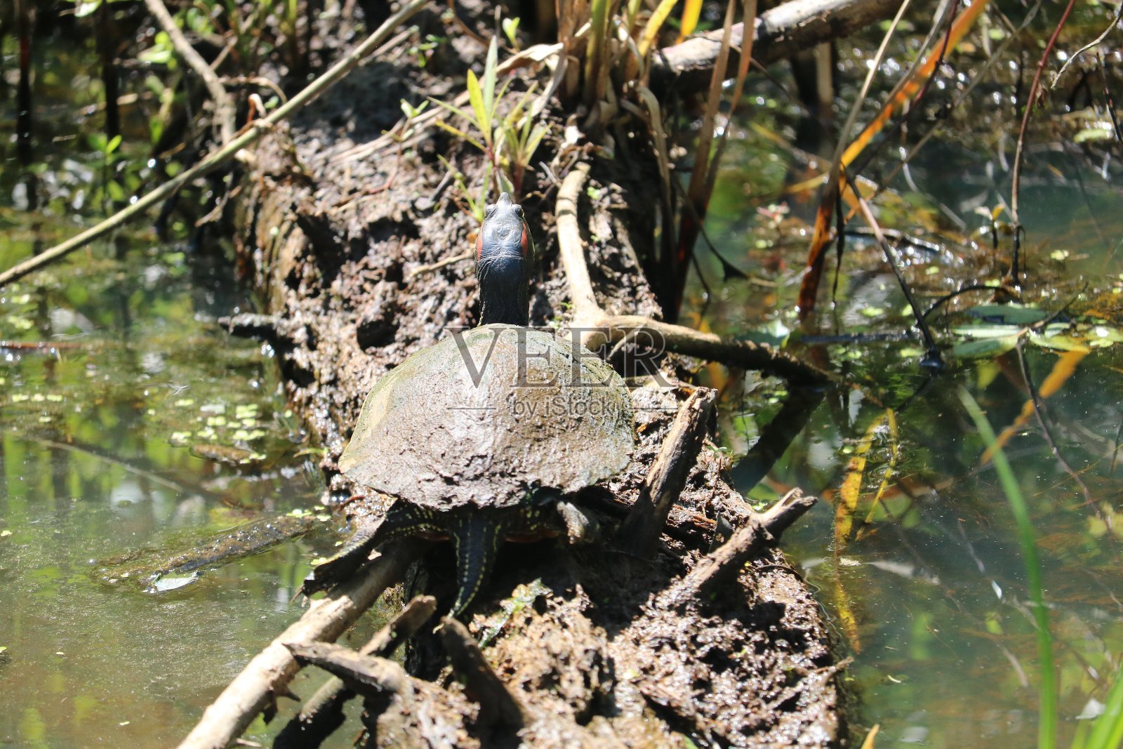 木头上的乌龟照片摄影图片