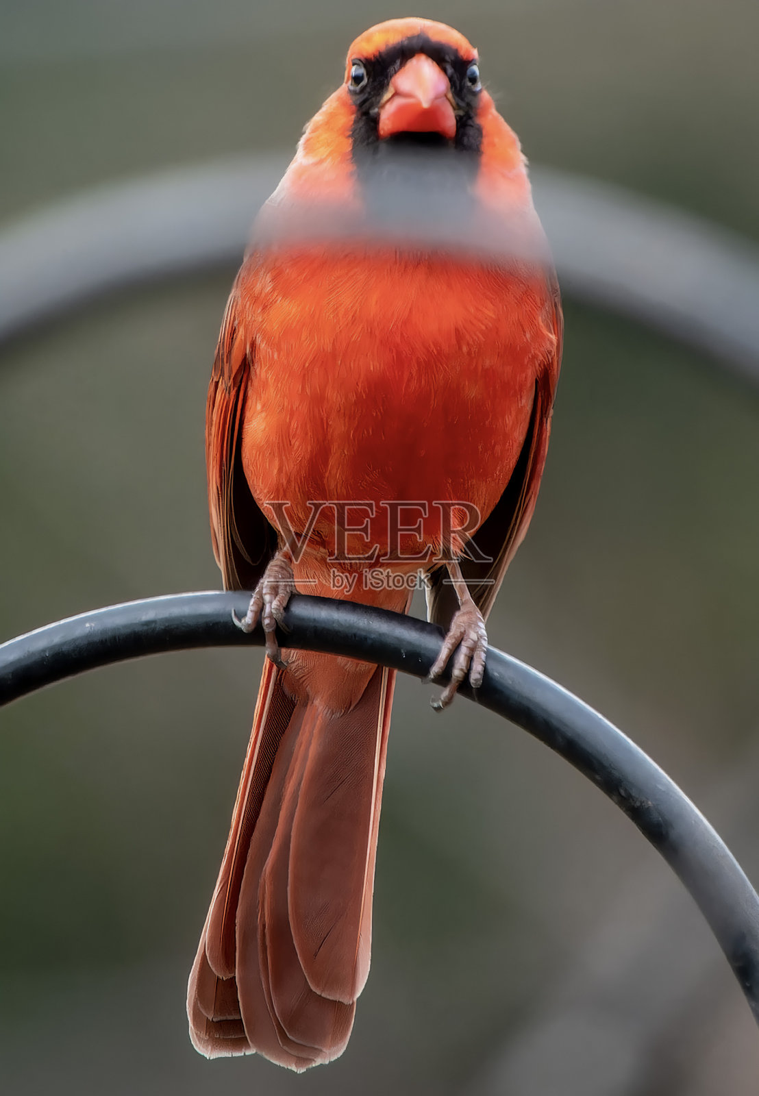 后院甲板上的雄性北方红衣主教照片摄影图片