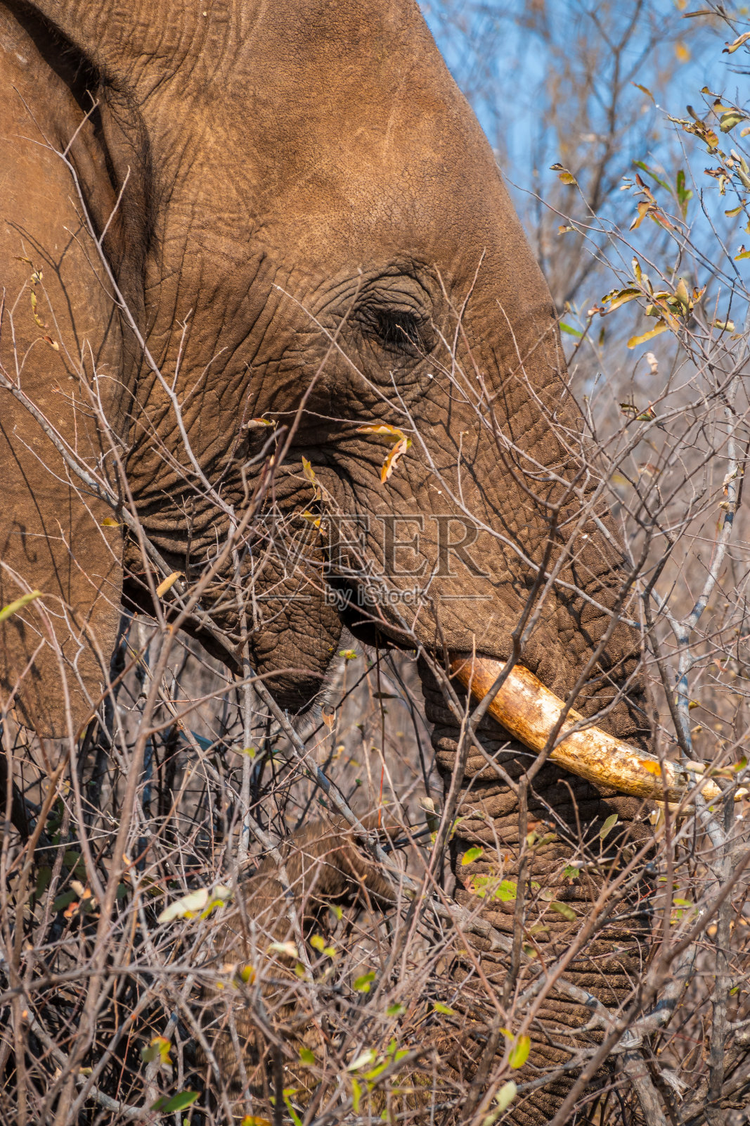 南非，灌木丛中的大象照片摄影图片