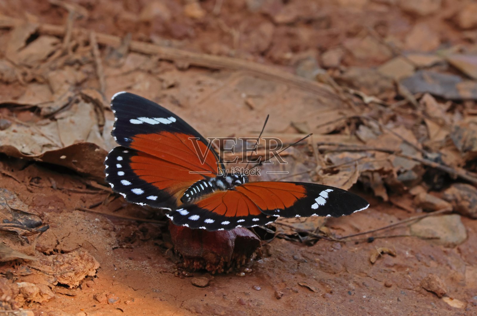 橙色森林蝴蝶照片摄影图片