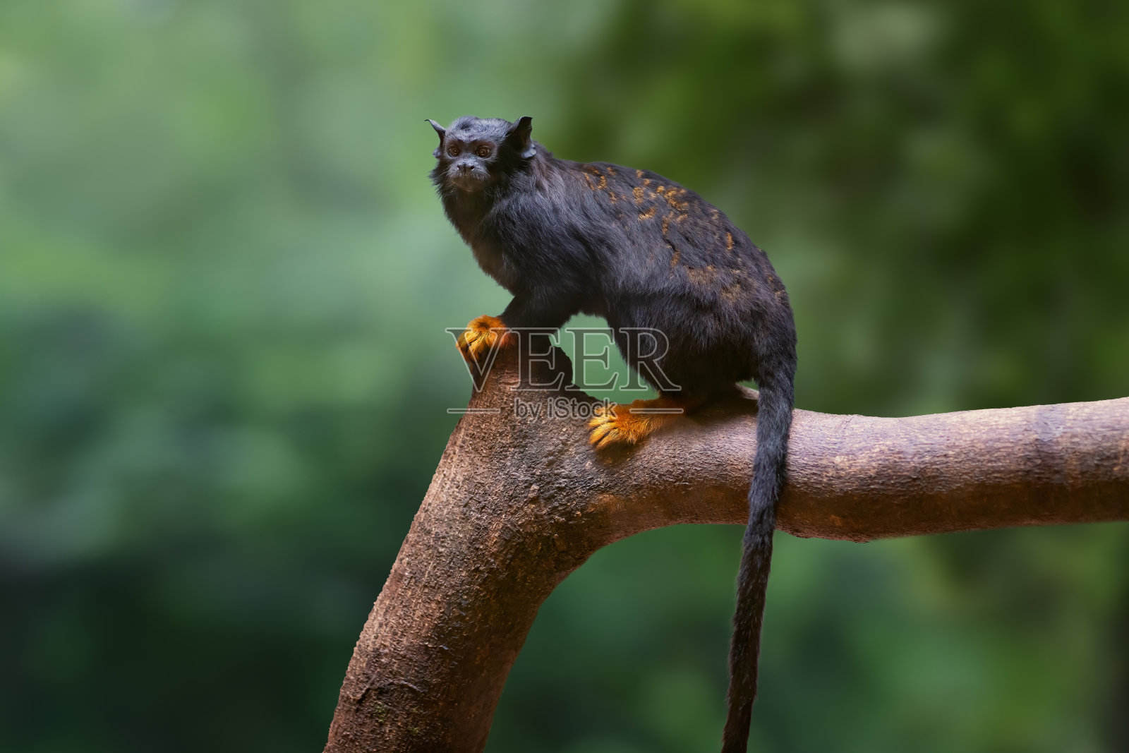 金手绢毛猴(金手绢毛猴)照片摄影图片