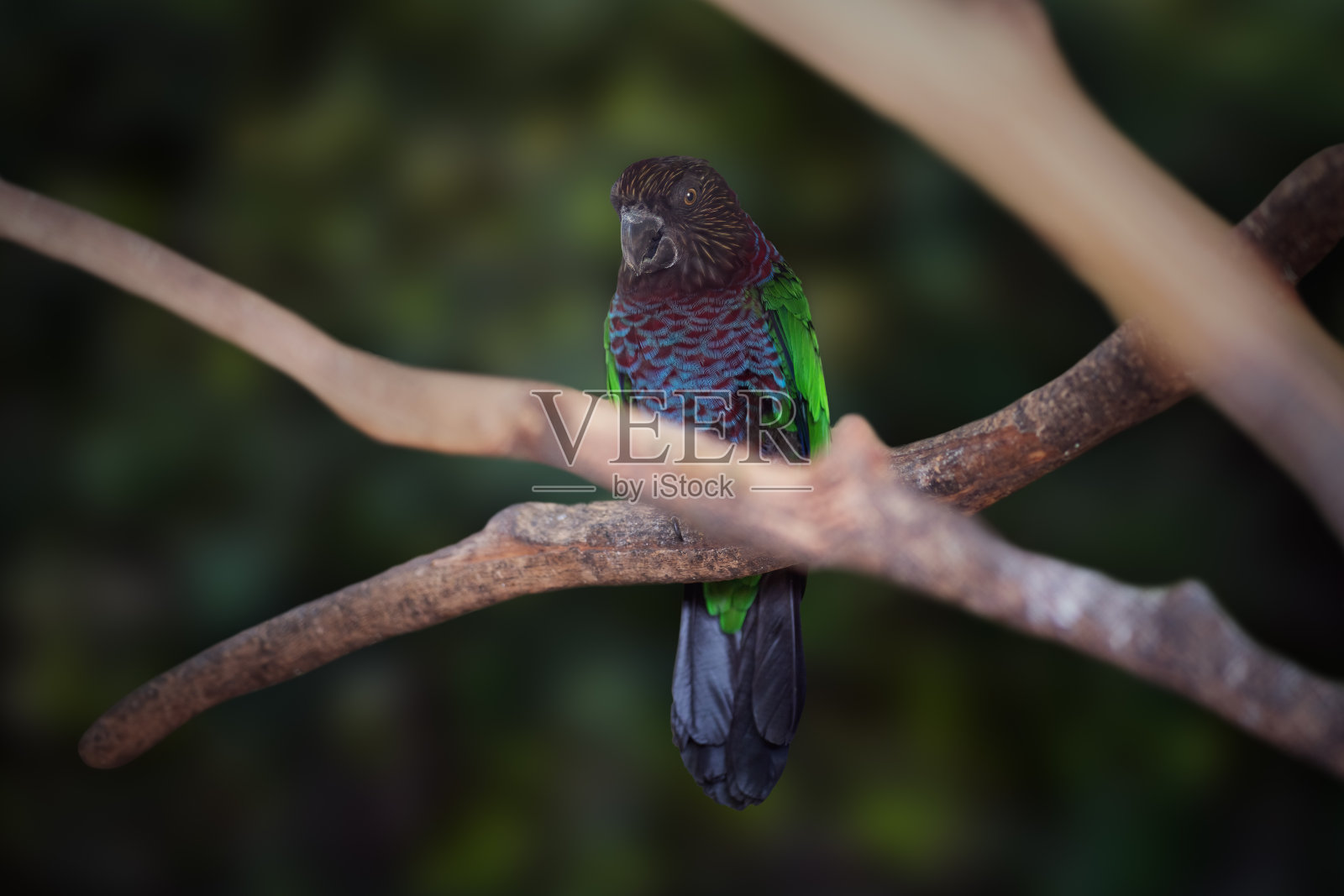 红扇鹦鹉(学名:Deroptyus accipitrinus)照片摄影图片