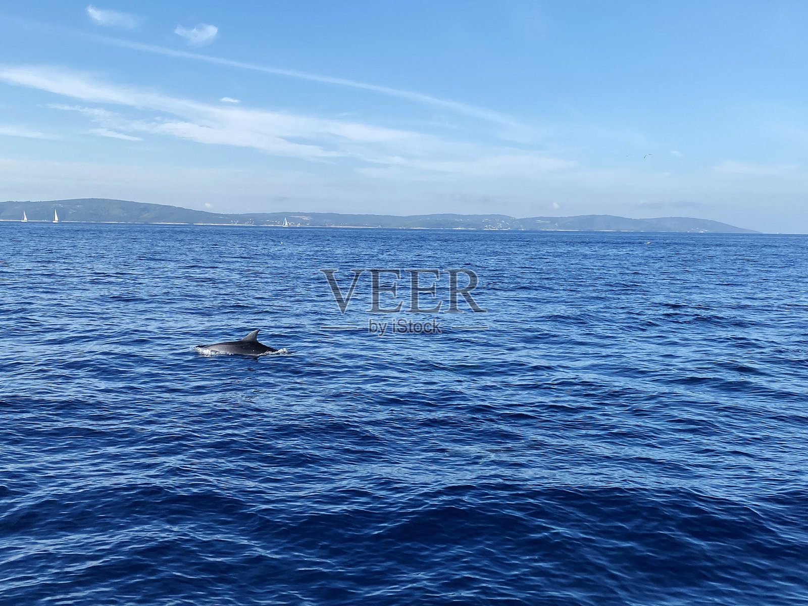 海豚来了照片摄影图片