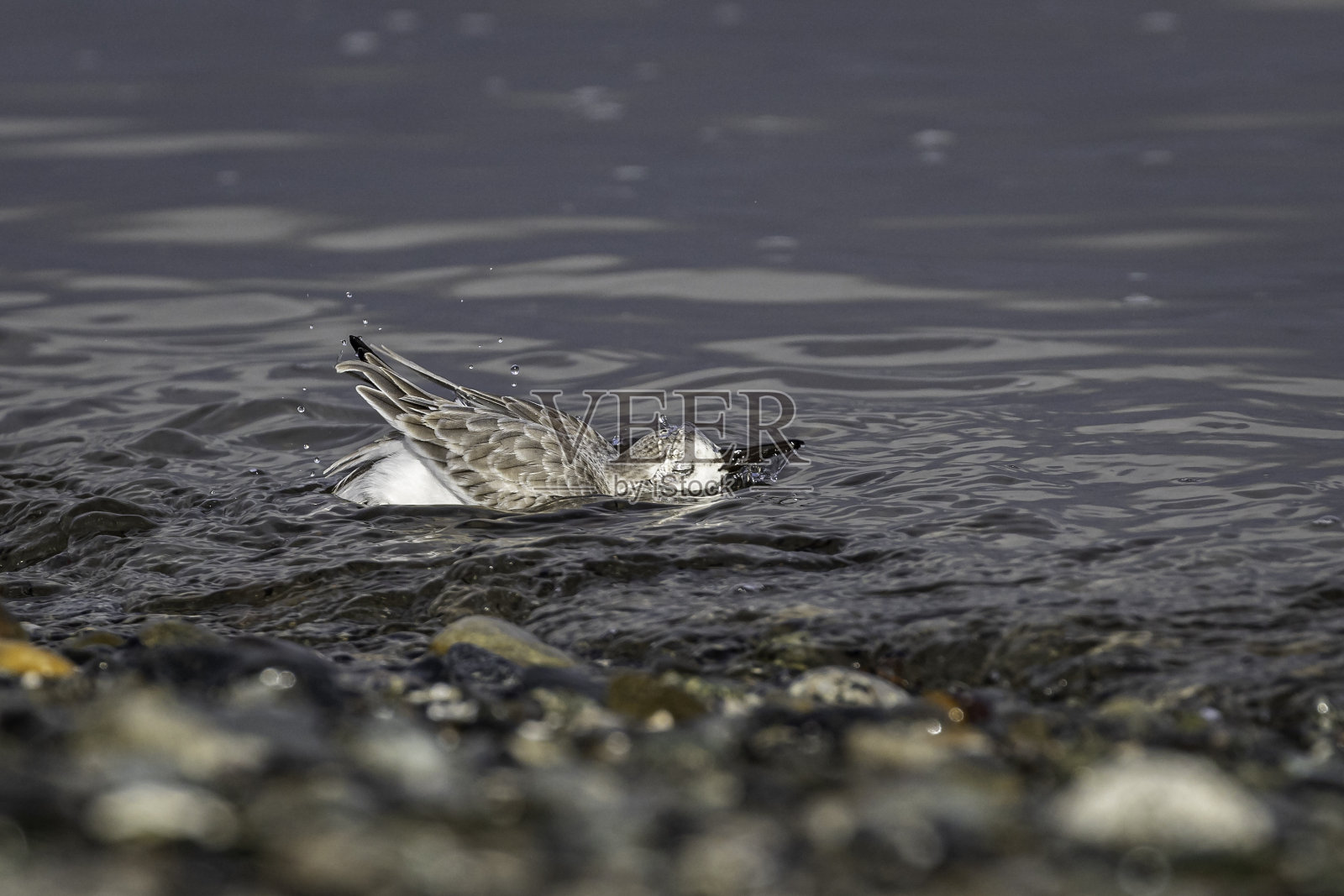 在加拿大不列颠哥伦比亚省三角洲边界湾的海岸线上，一只鹬正在洗澡。照片摄影图片