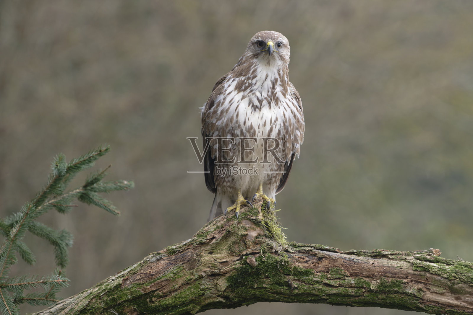 欧亚秃鹫(Buteo Buteo)照片摄影图片