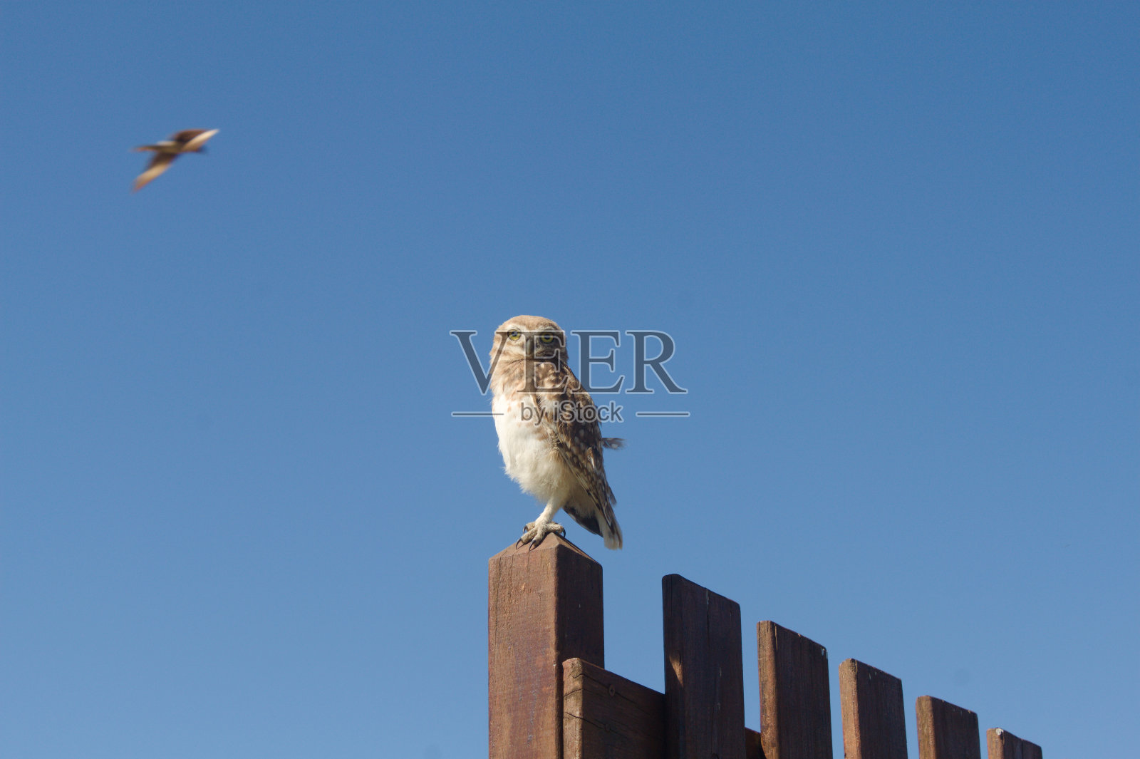 高空猫头鹰照片摄影图片