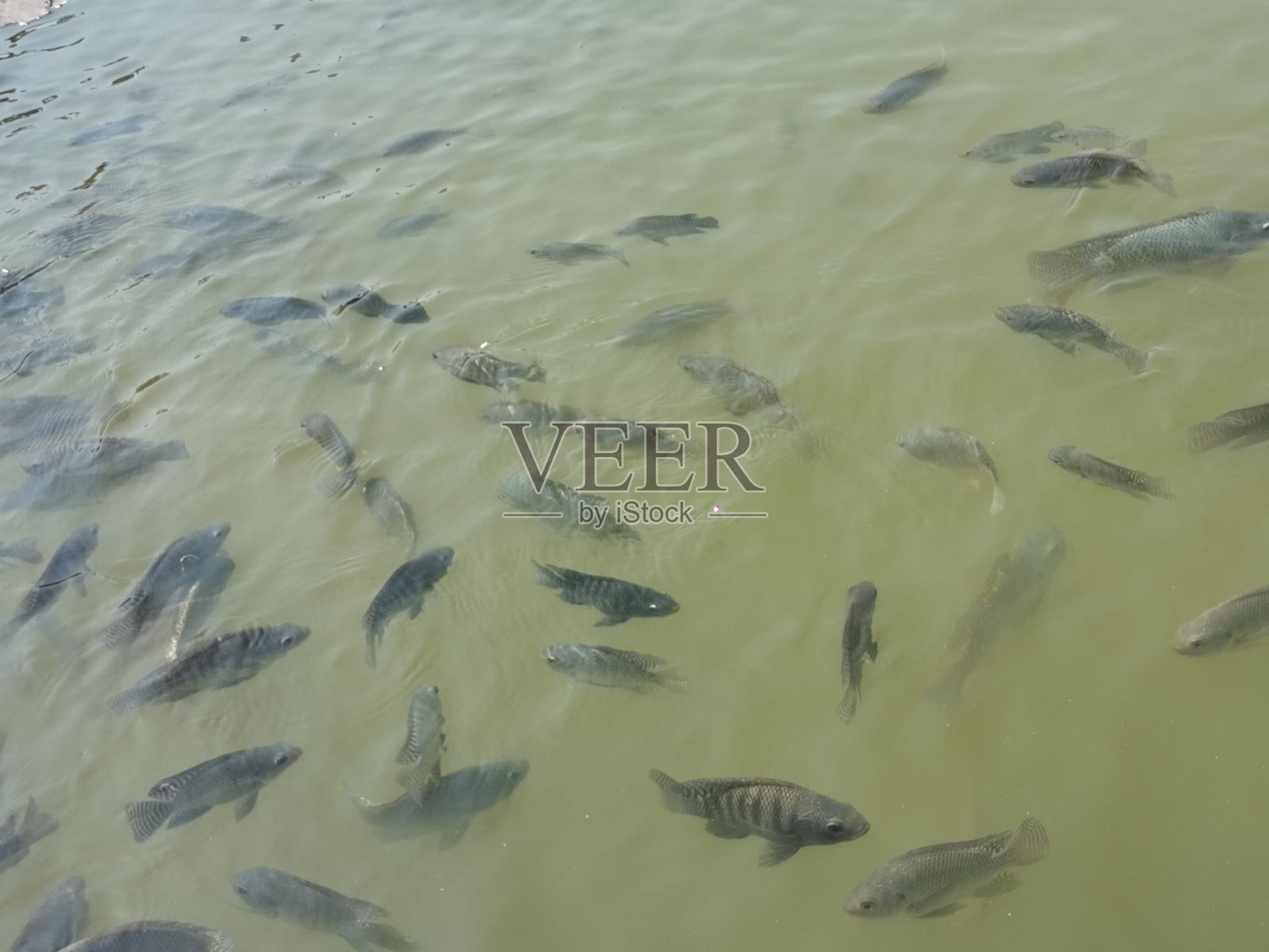 鱼在池中游泳照片摄影图片